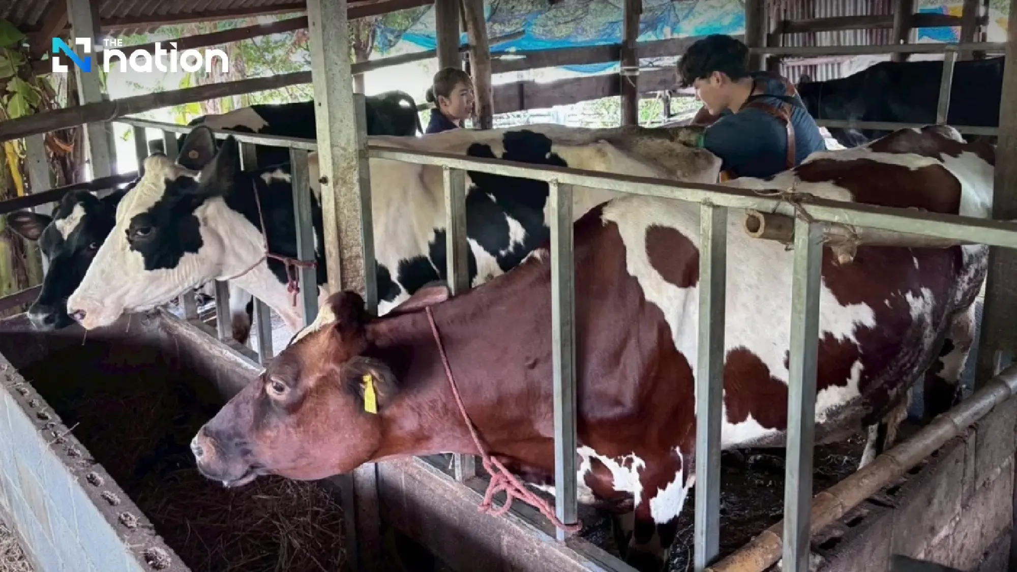 Livestock department assures Thai raw milk is safe and high quality 
