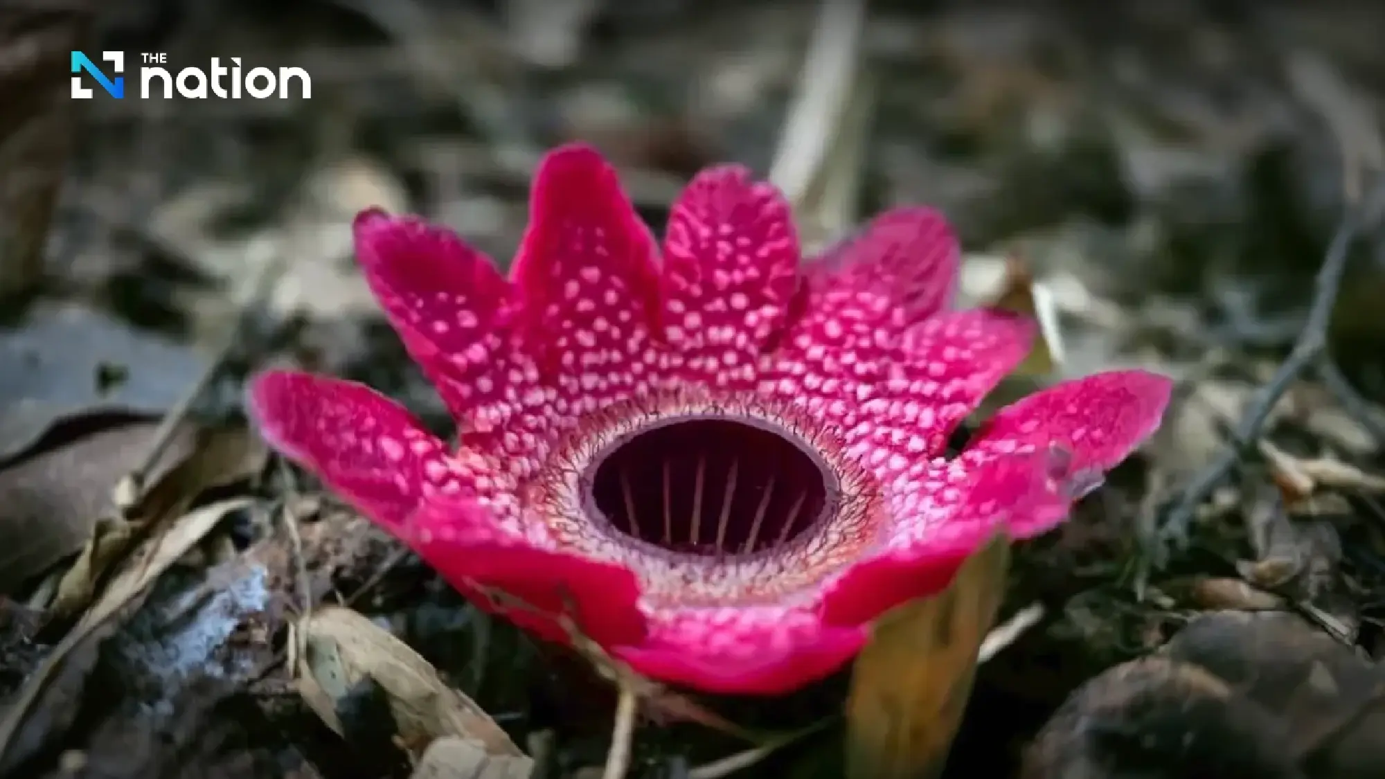 Rare ‘Rama’s spittoon’ flowers bloom across Kaeng Krachan’s world-heritage forest