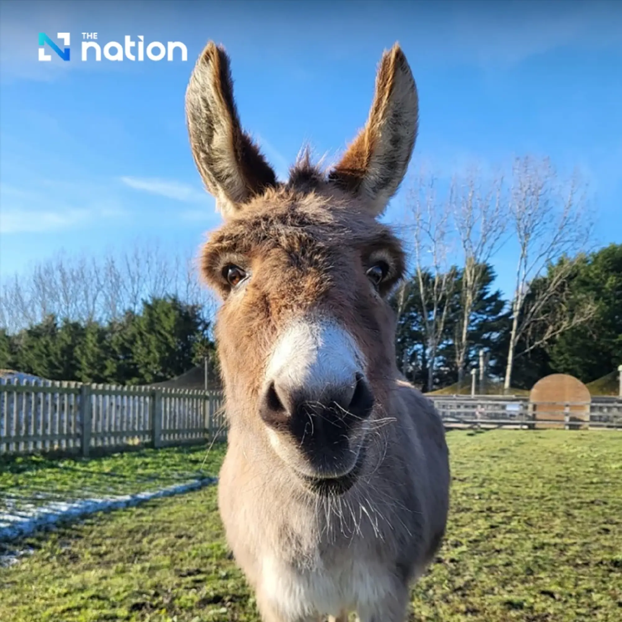 Animals that represent foolishness around the world