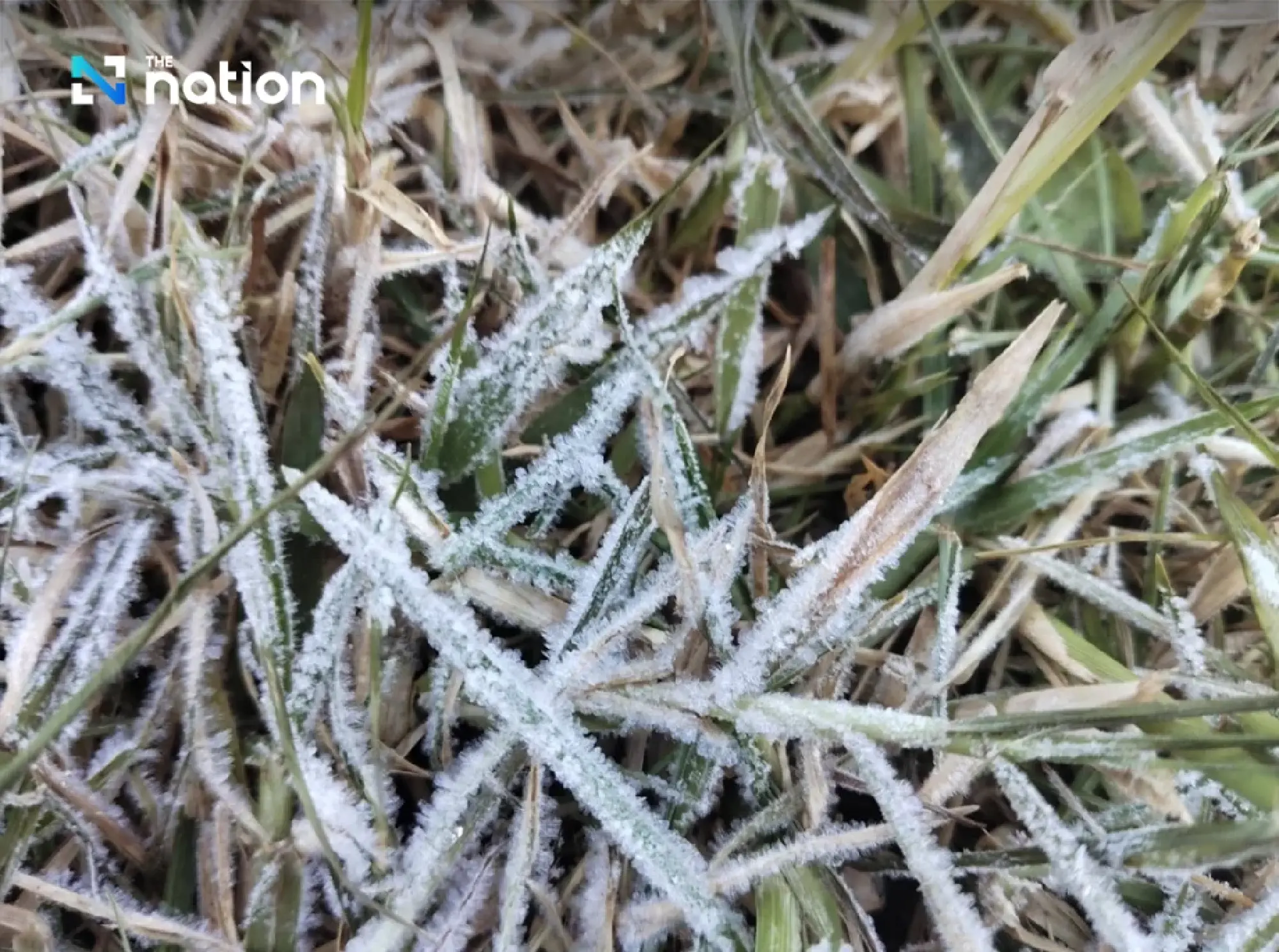 First hoar frost of 2025 appears on Doi Inthanon on Monday