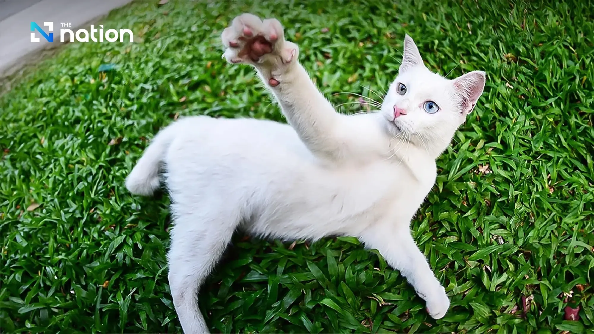 Five native Thai cat breeds protected as national identity