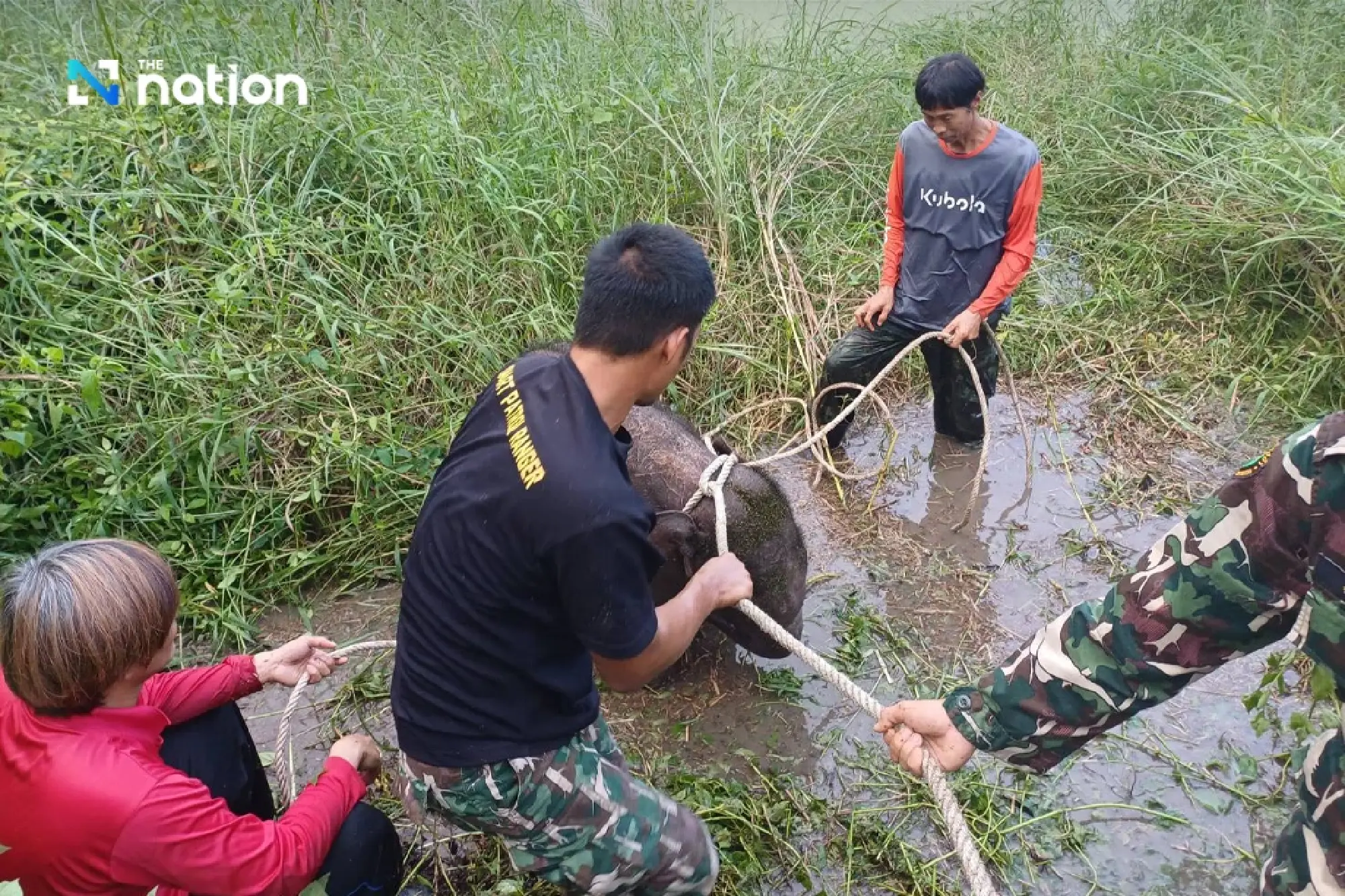 Lost baby elephant in Huai Kha Khaeng rescued safely after five-day search