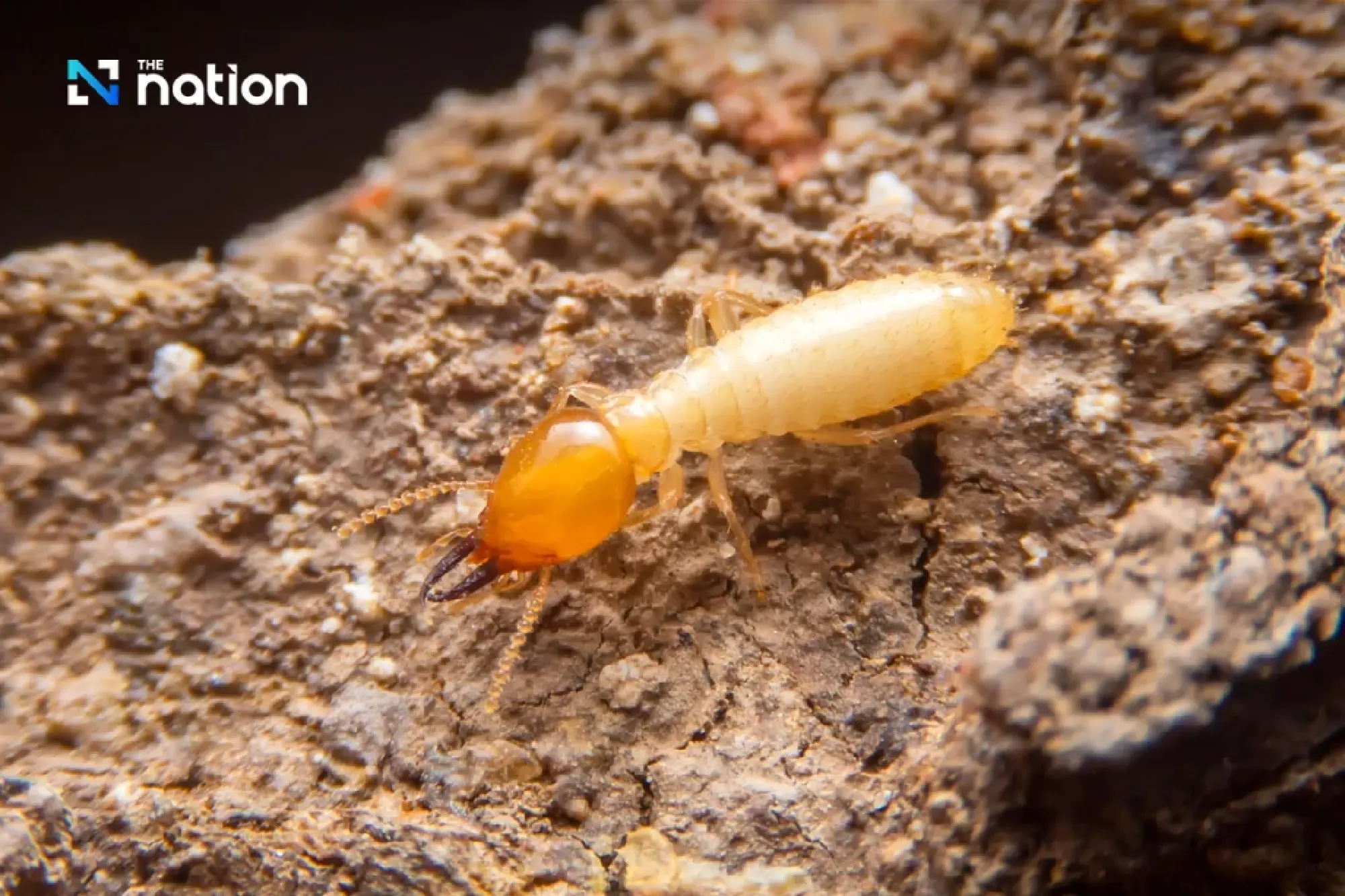 Sacred belief behind termite mounds in Thailand