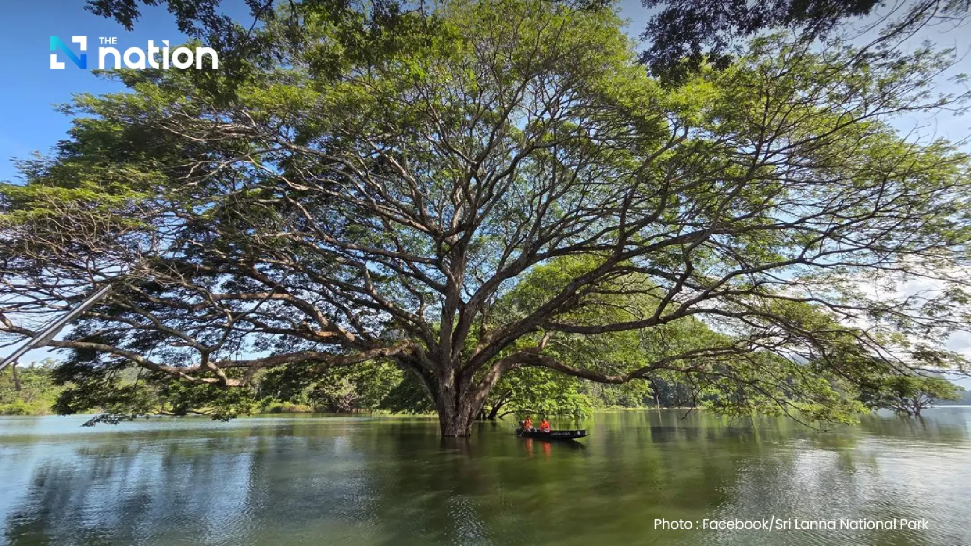 Discover Thailand's hidden gem: Boat tour to see 100-year-old giant monkey pod trees