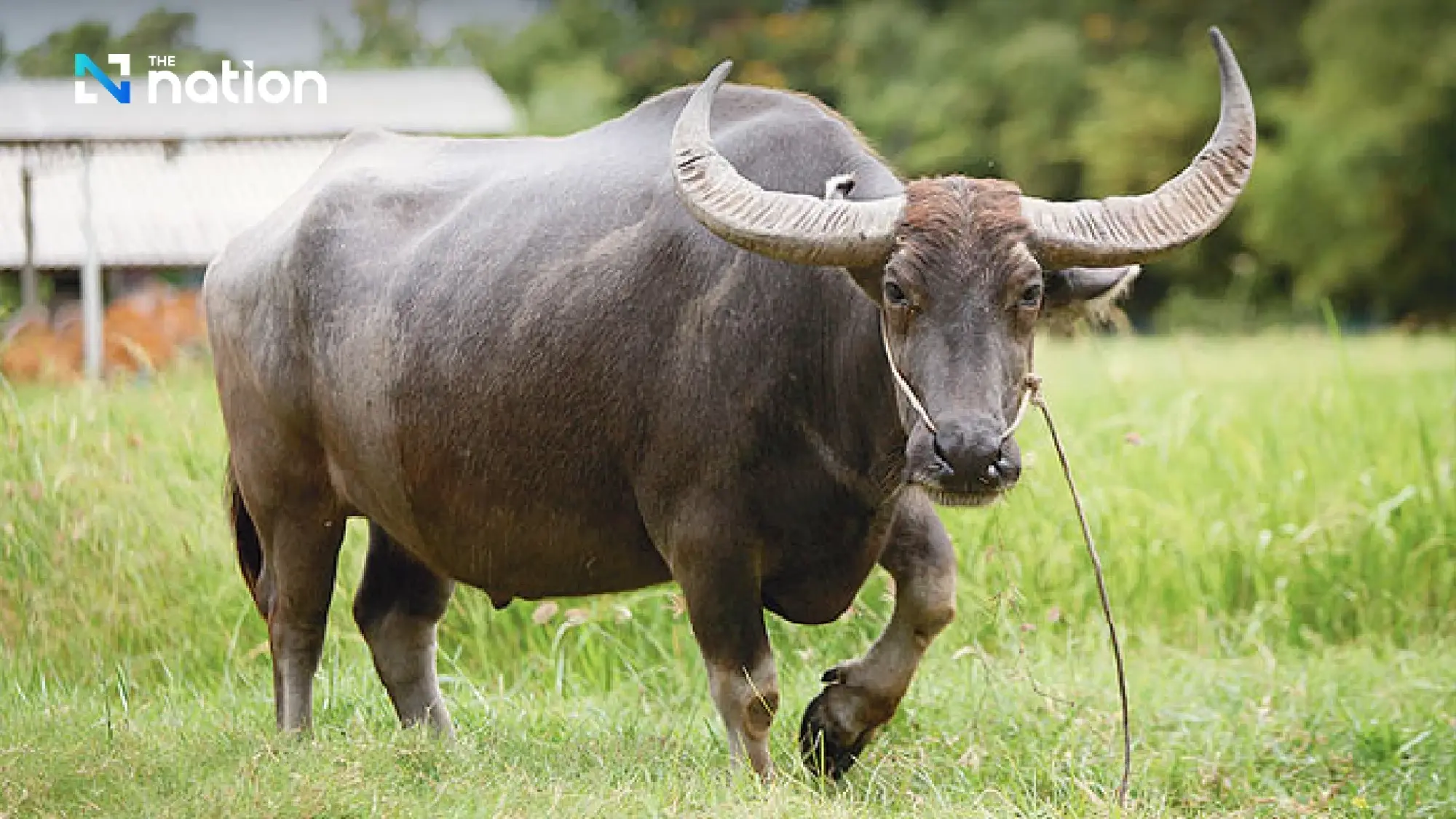 Animals that represent foolishness around the world