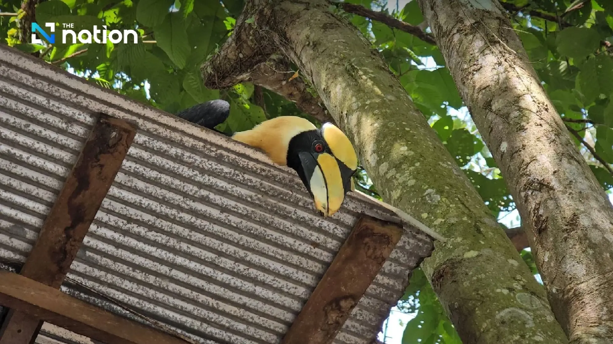 Ma-ae, the intelligent hornbill that plays takraw with Narathiwat marines