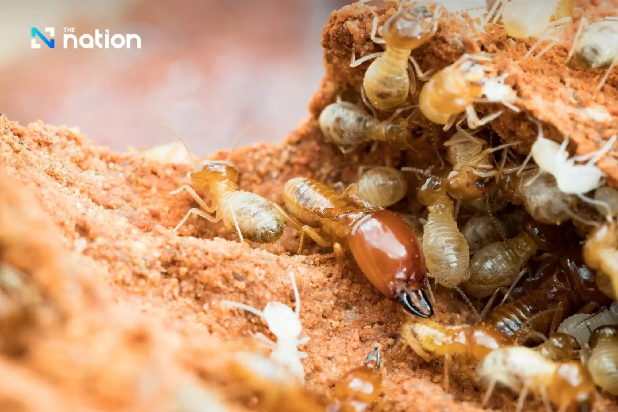 Sacred belief behind termite mounds in Thailand