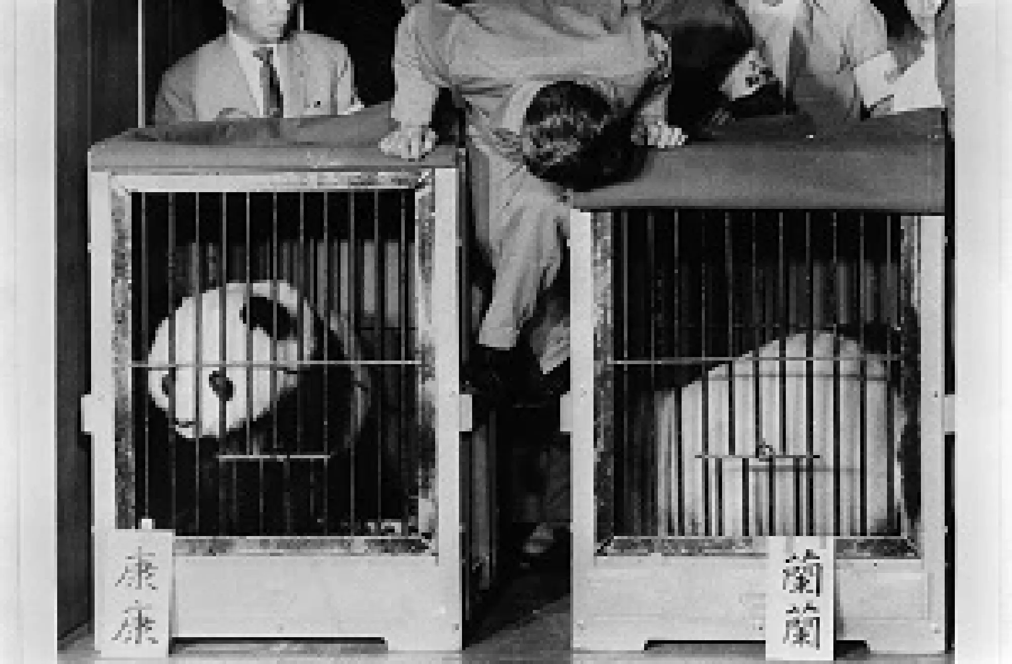 Ueno Zoo: From Wartime Struggles to Modern-Day Success (2)