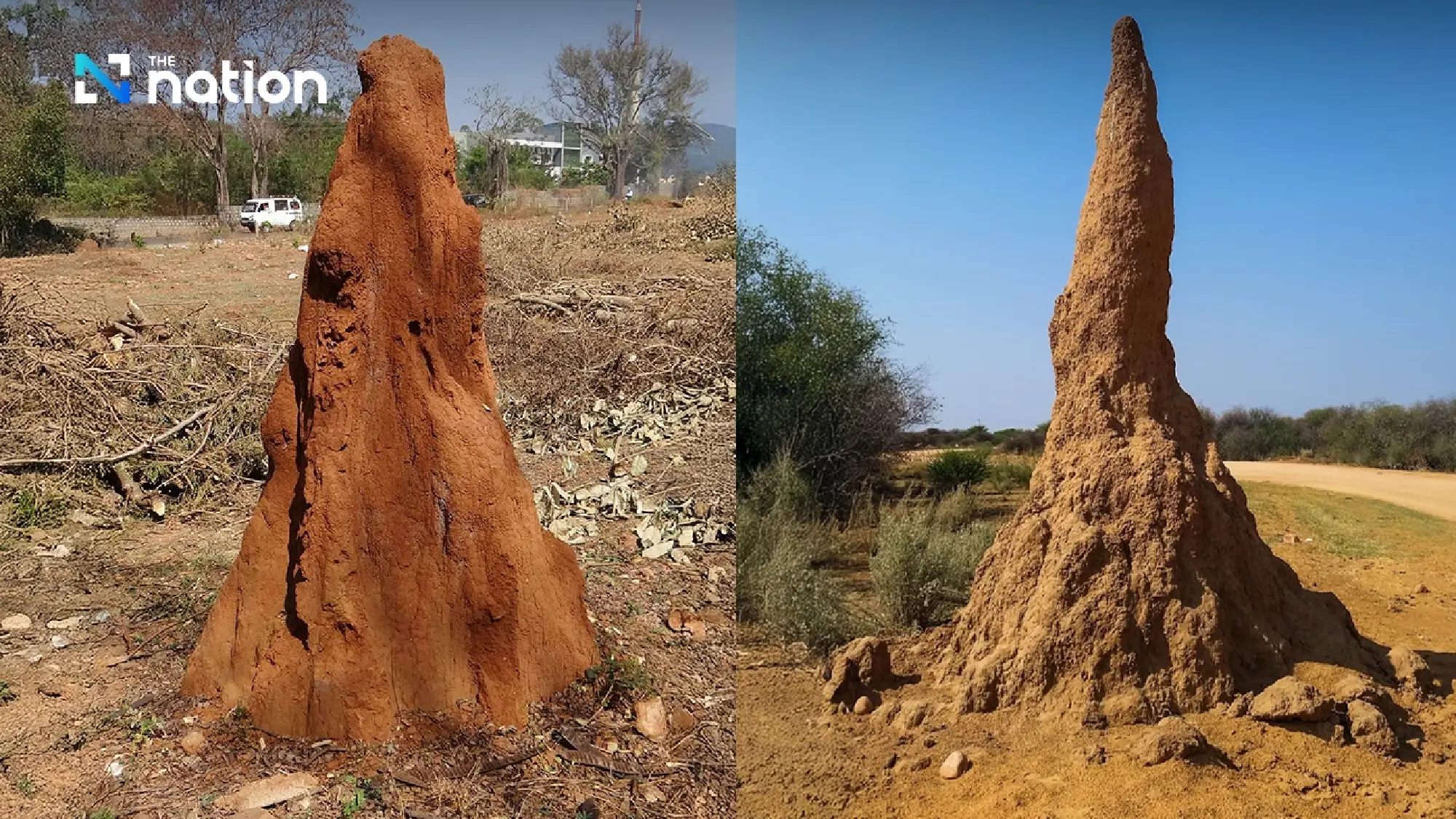 Sacred belief behind termite mounds in Thailand