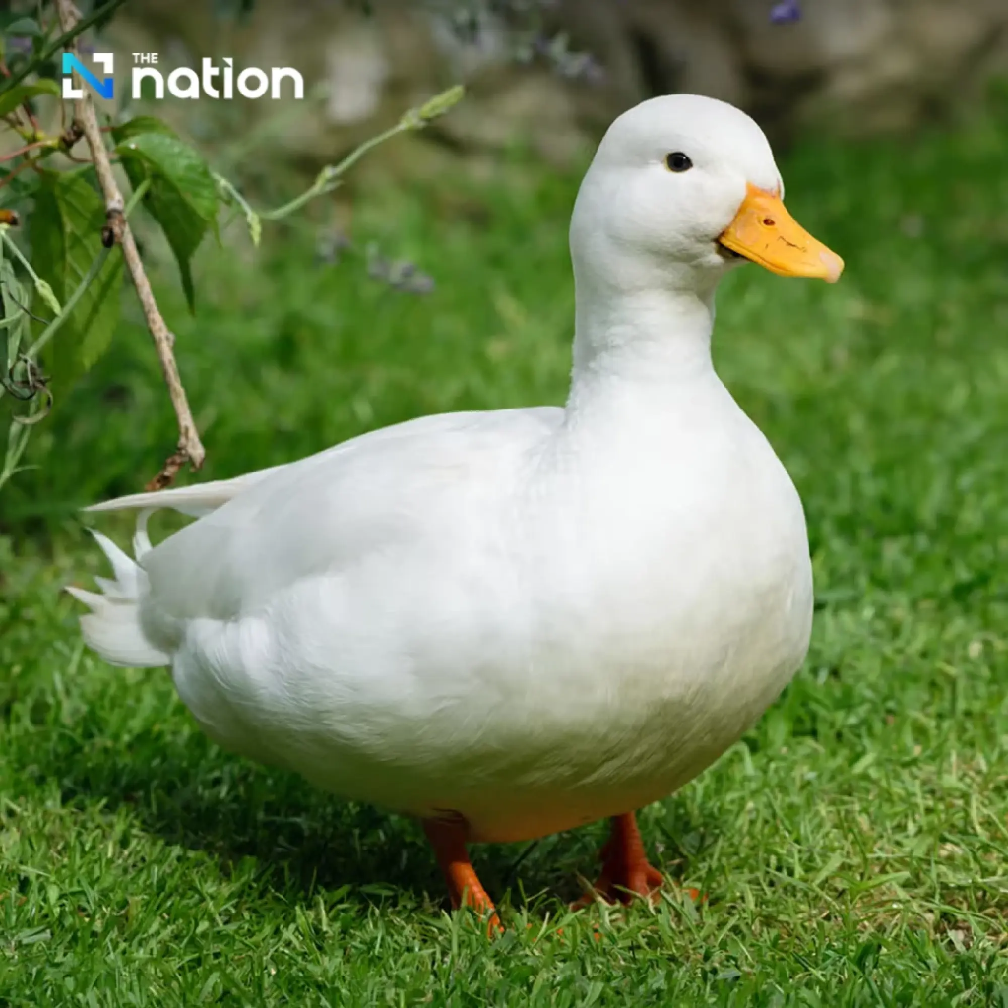 Animals that represent foolishness around the world