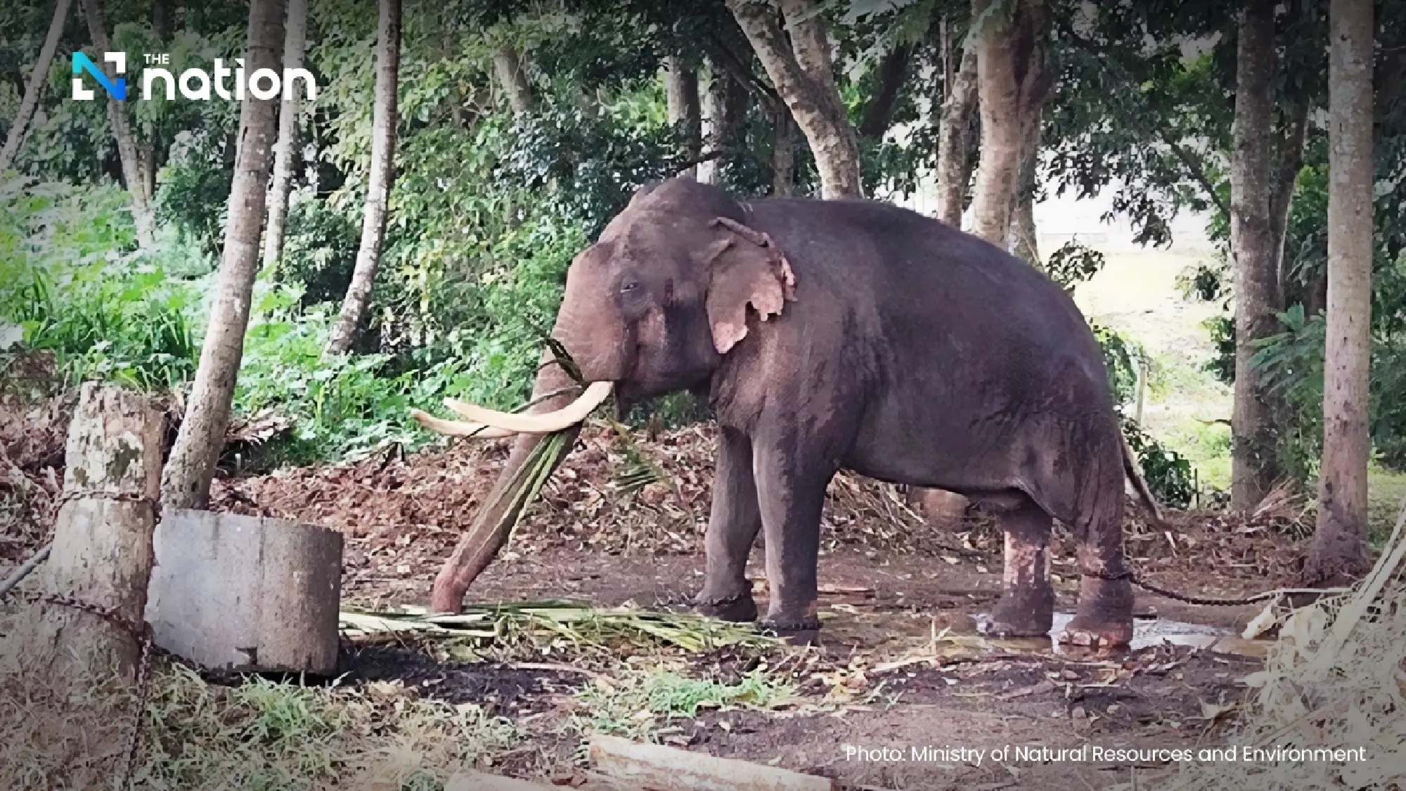 Meet “Pratu Pha” and “Srinarong”: Thailand’s long-lost goodwill elephants the nation hopes to bring home