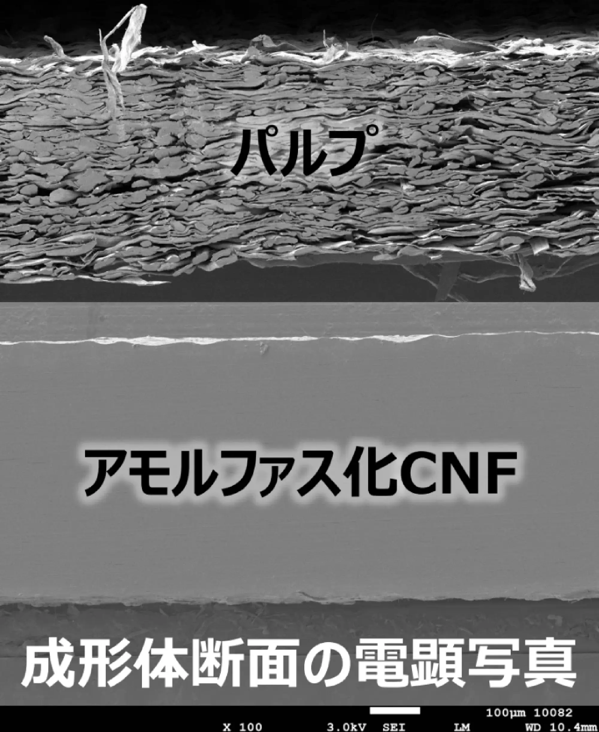 Difference in density between pulp and Amorcell (Courtesy of Kami Shoji)