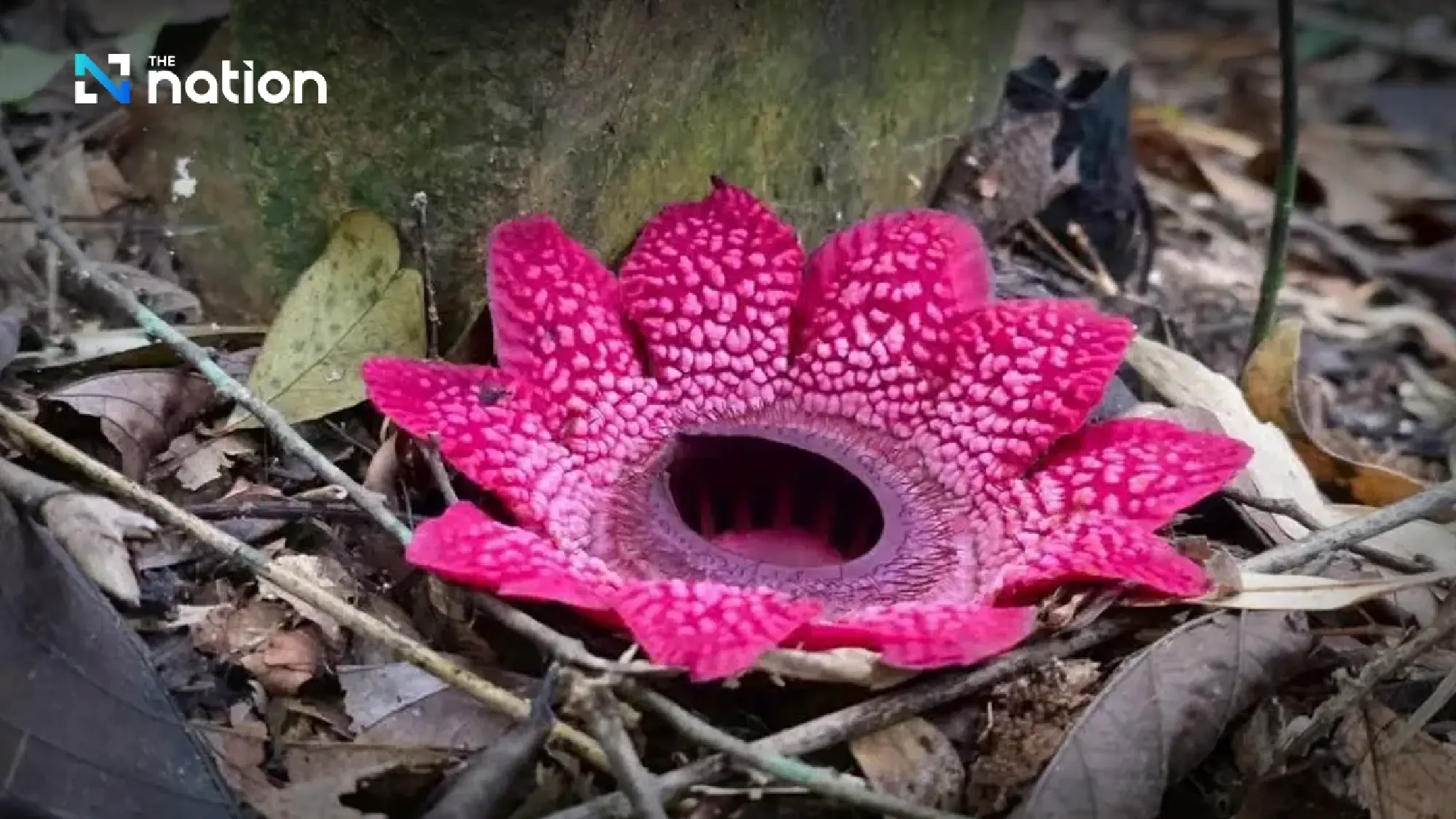 Rare ‘Rama’s spittoon’ flowers bloom across Kaeng Krachan’s world-heritage forest