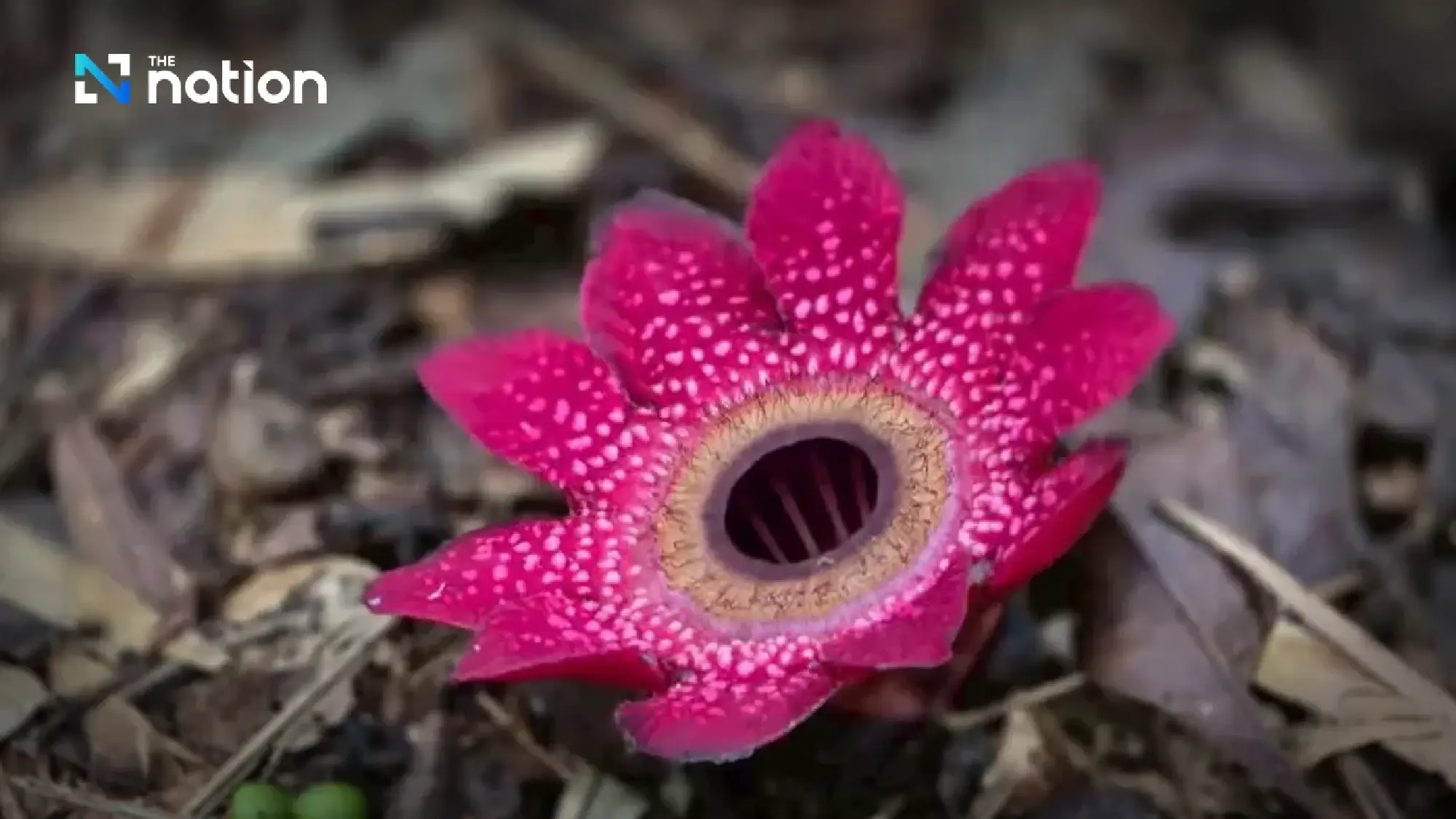 Rare ‘Rama’s spittoon’ flowers bloom across Kaeng Krachan’s world-heritage forest