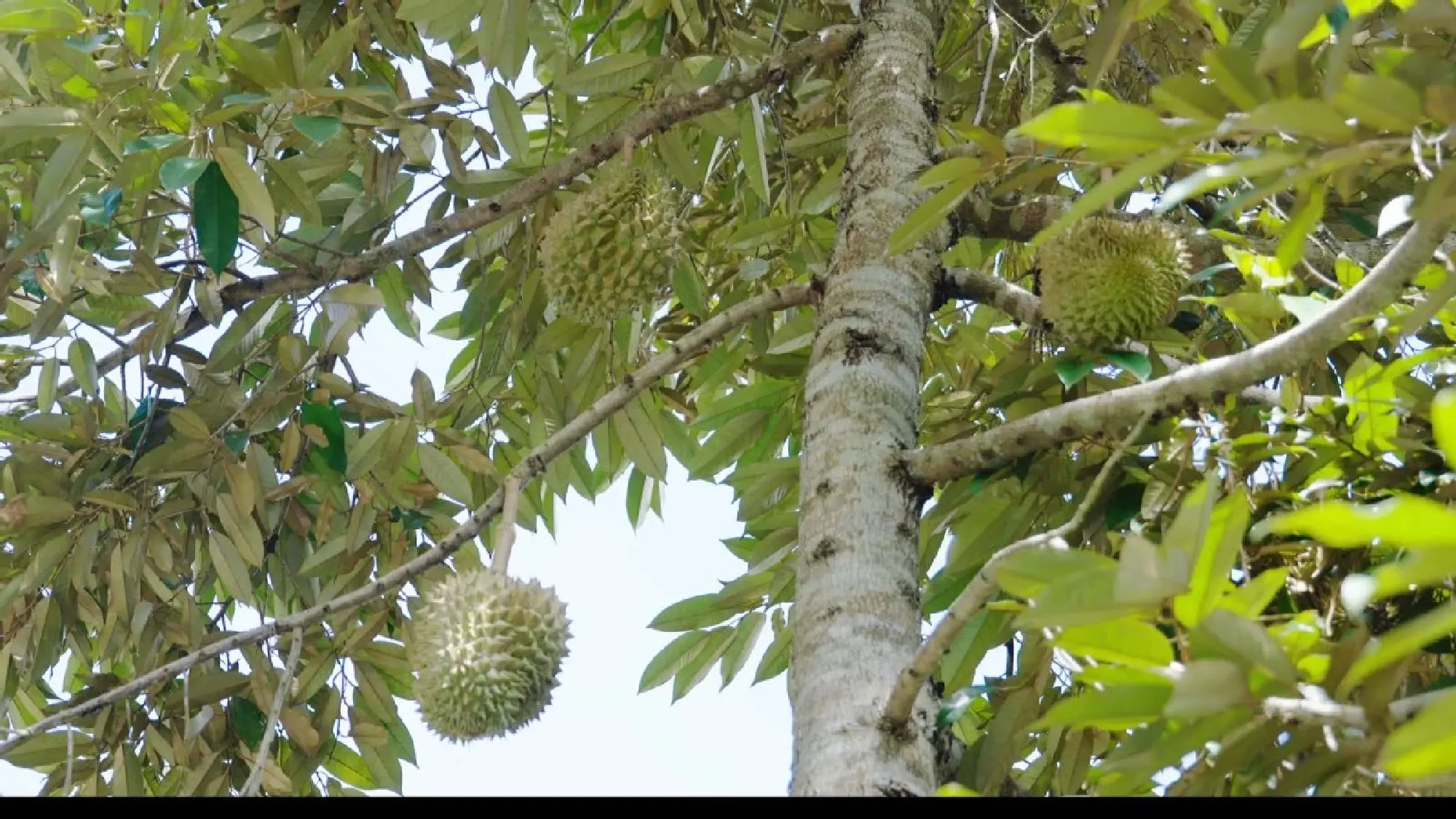 Cultivation in Yunnan paves the way for 'durian freedom'