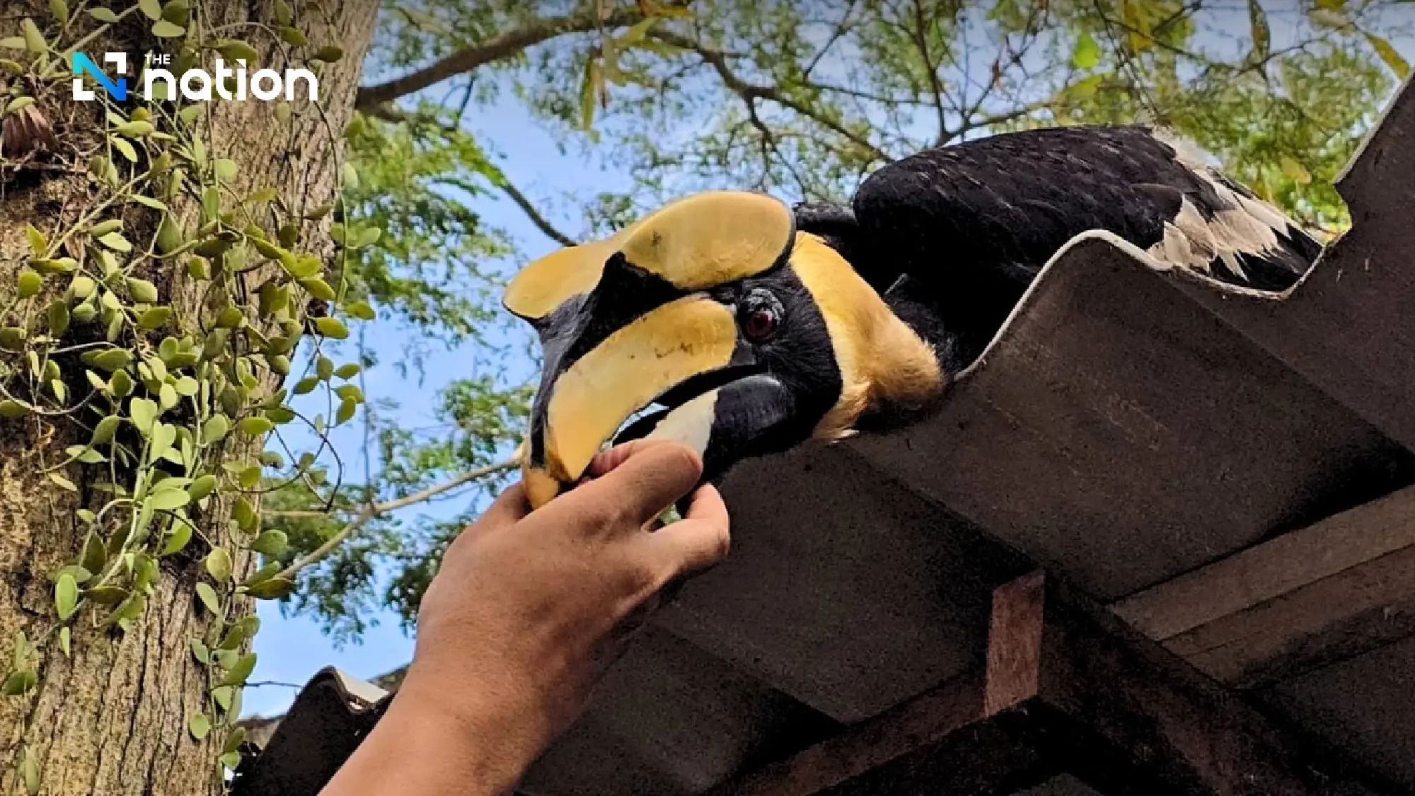 Ma-ae, the intelligent hornbill that plays takraw with Narathiwat marines