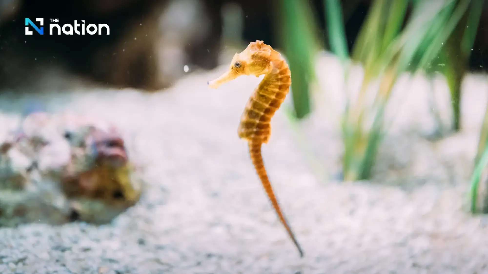 Thailand seeks China’s approval to reopen dried seahorse exports as high-value aquatic product