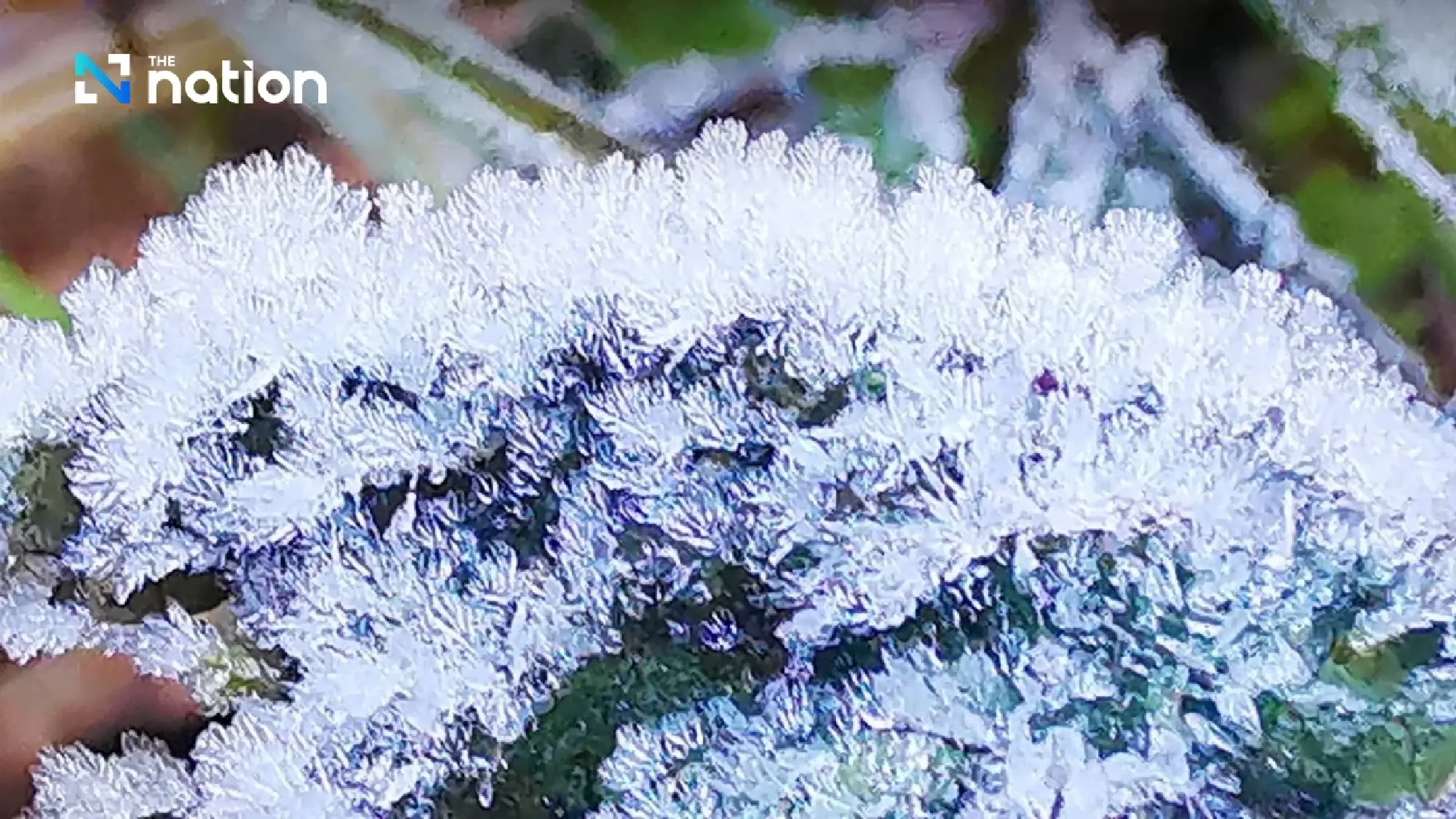 First hoar frost of 2025 appears on Doi Inthanon on Monday