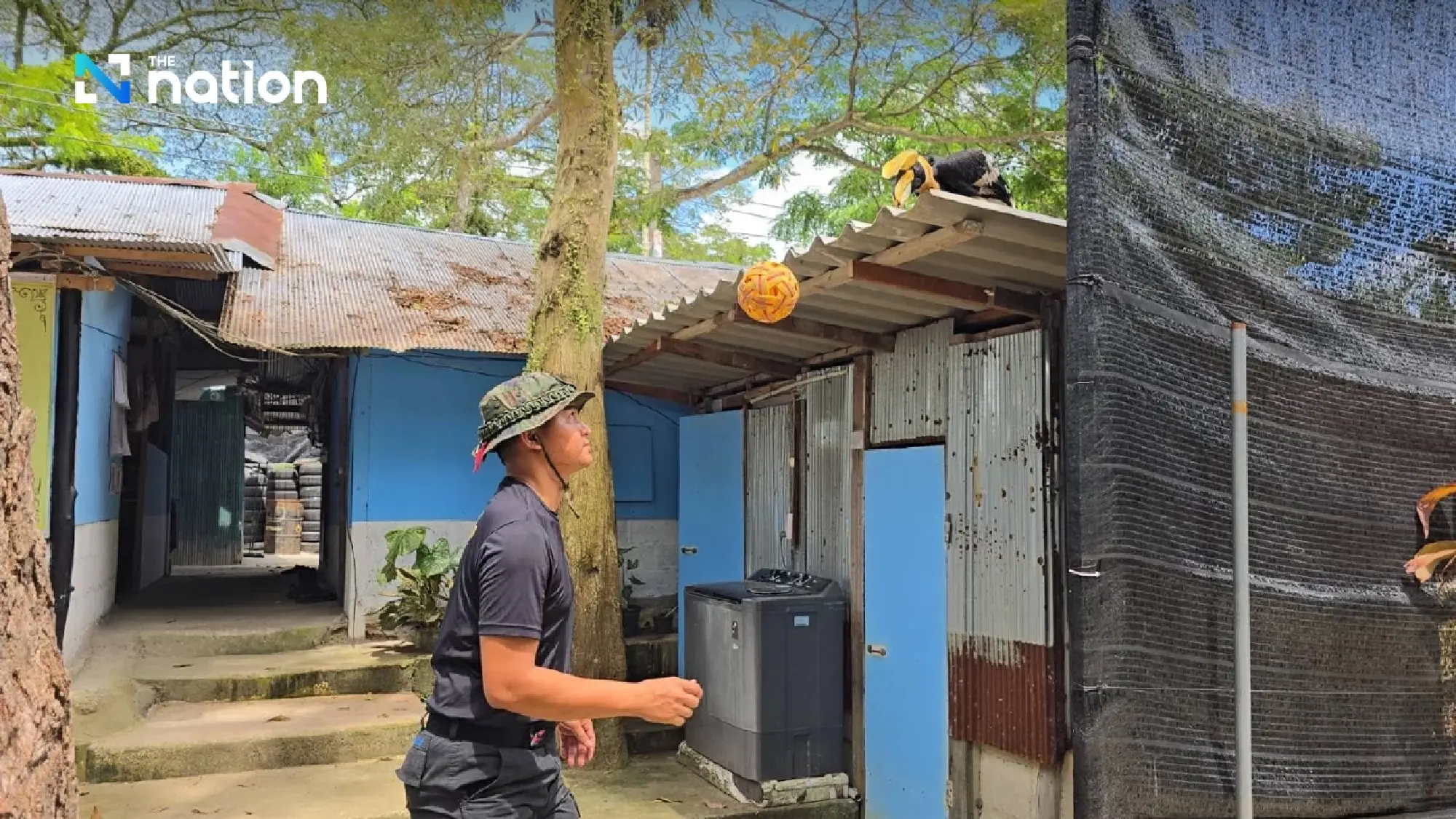 Ma-ae, the intelligent hornbill that plays takraw with Narathiwat marines