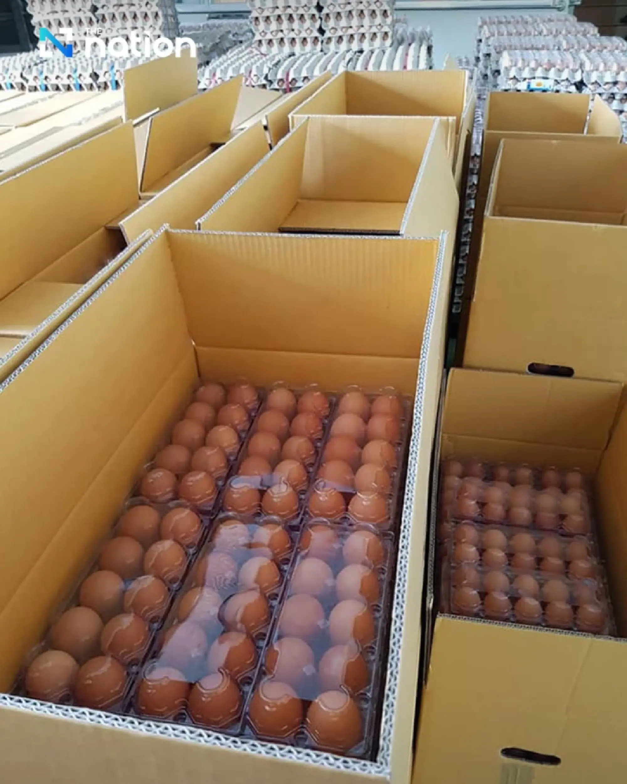 Thai Egg Market Stabilises Through Exports, Faces Price War at Home