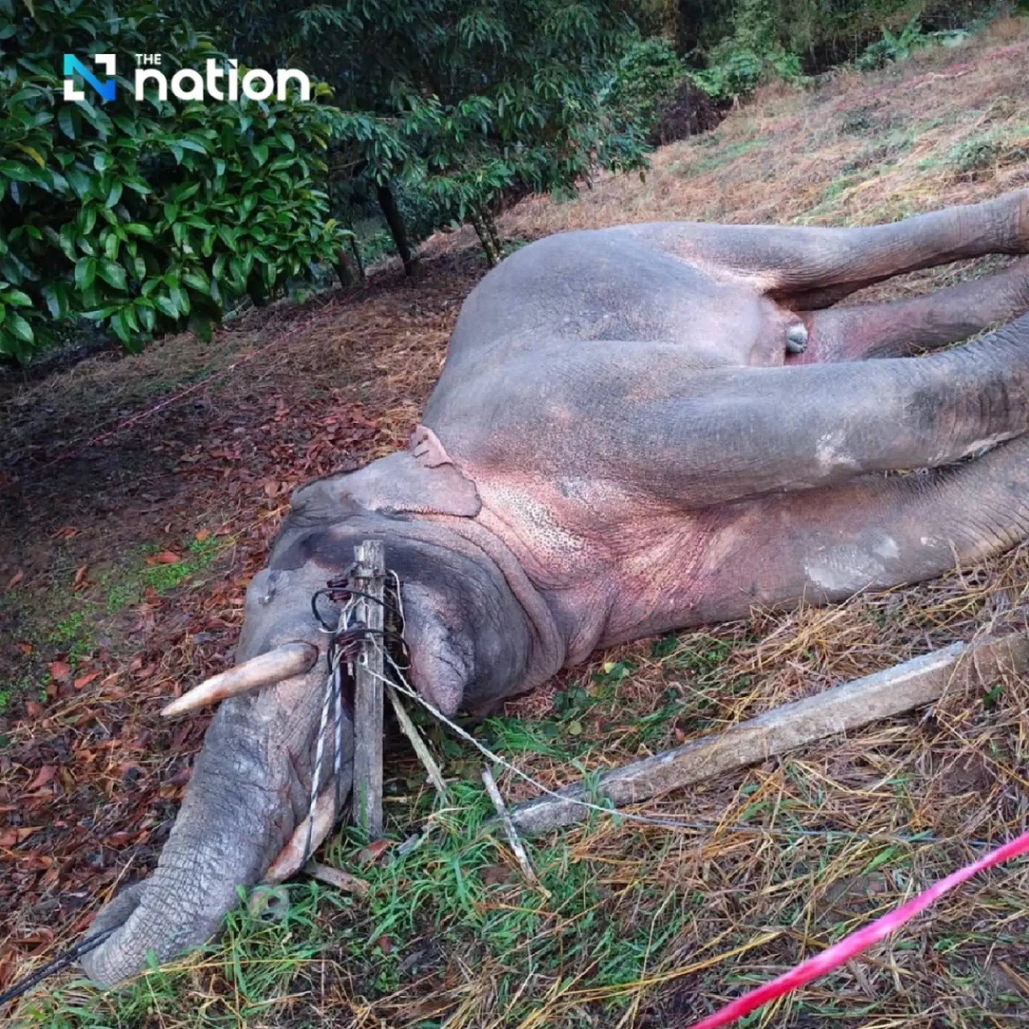 Heartbreaking tragedy at Khao Khitchakut: three wild elephants, including “Plai Muan,” found dead from electrocution in a fruit orchard