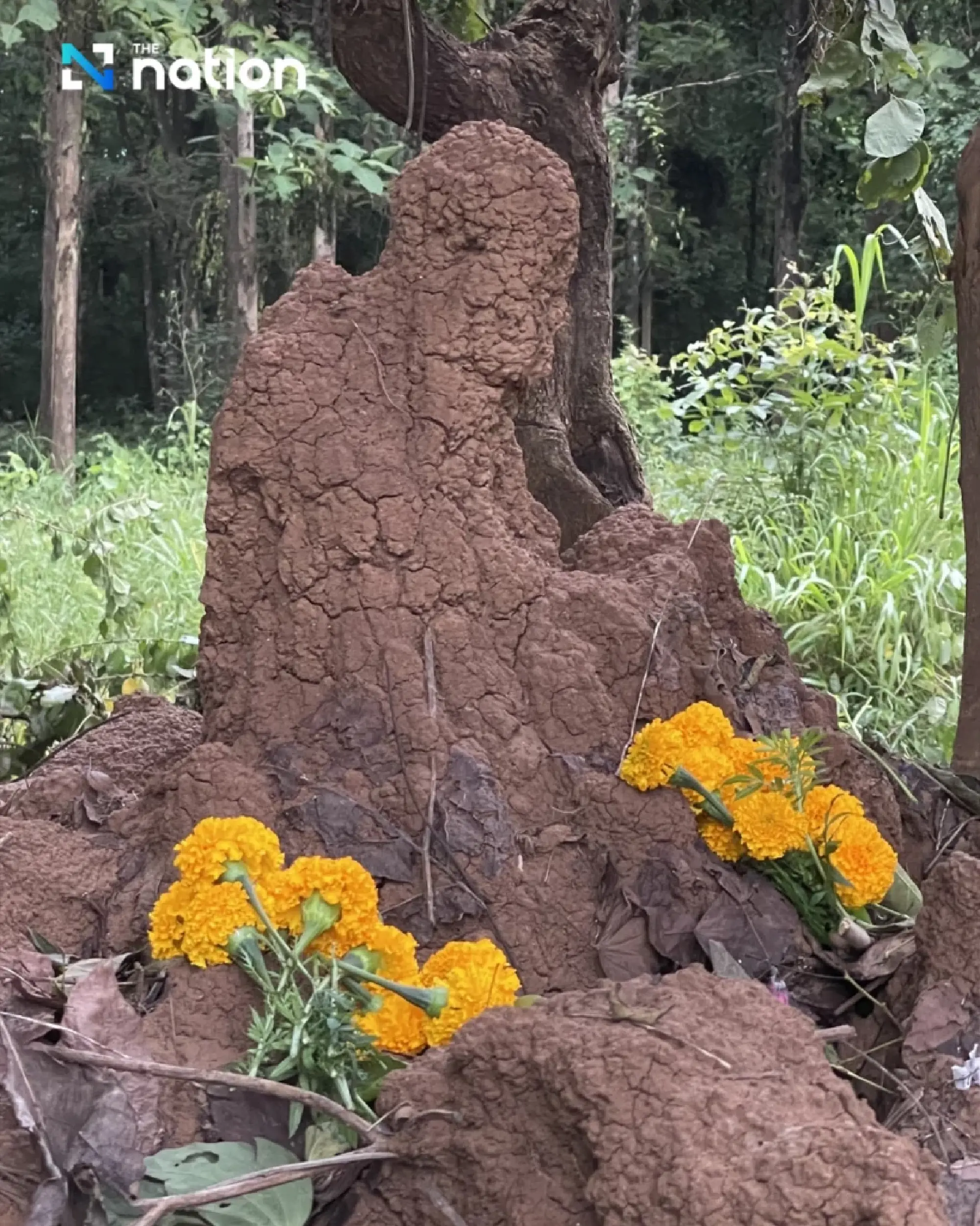 Sacred belief behind termite mounds in Thailand
