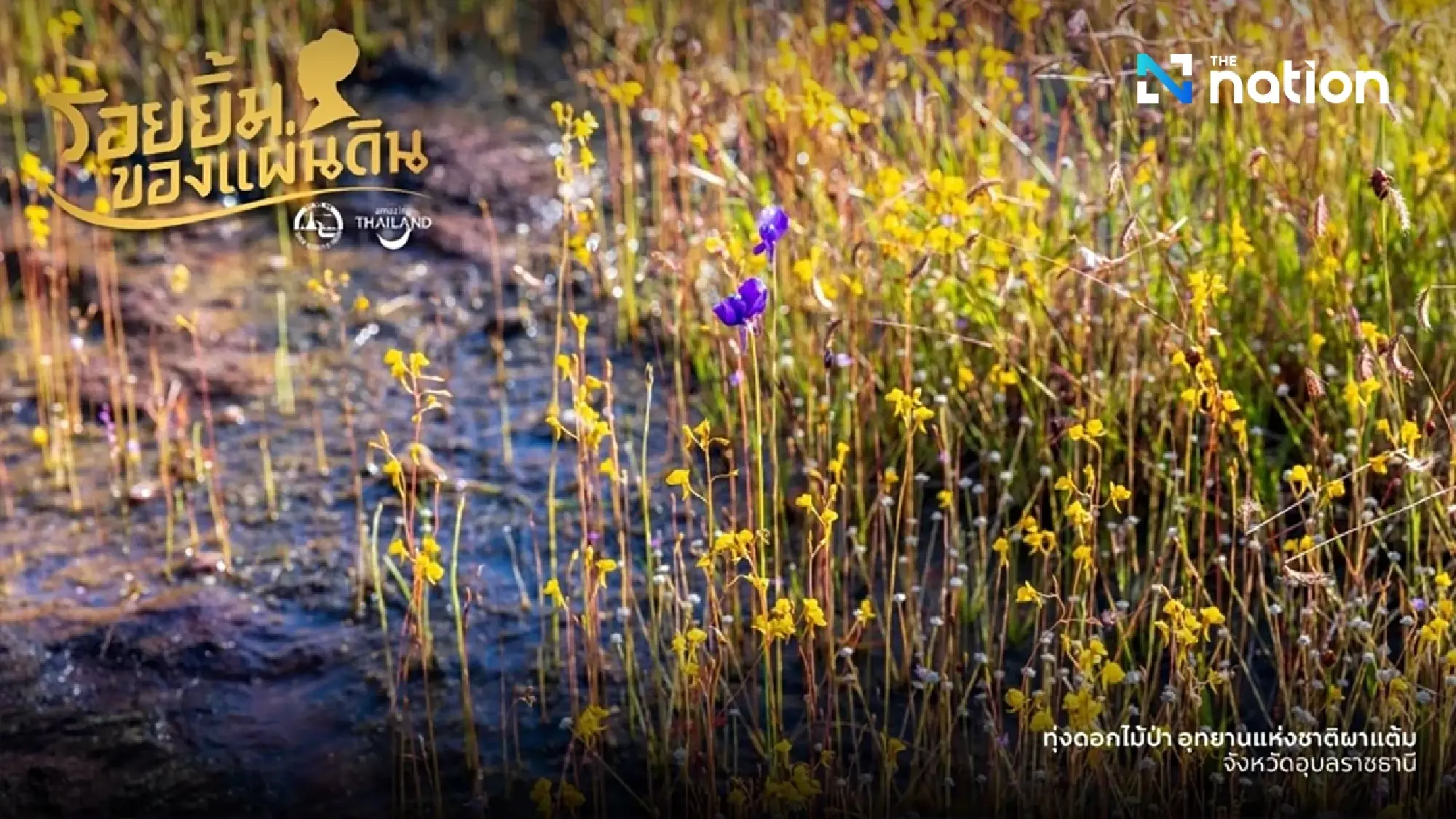 TAT launches ‘Smile of the Land’ campaign honouring Queen Sirikit