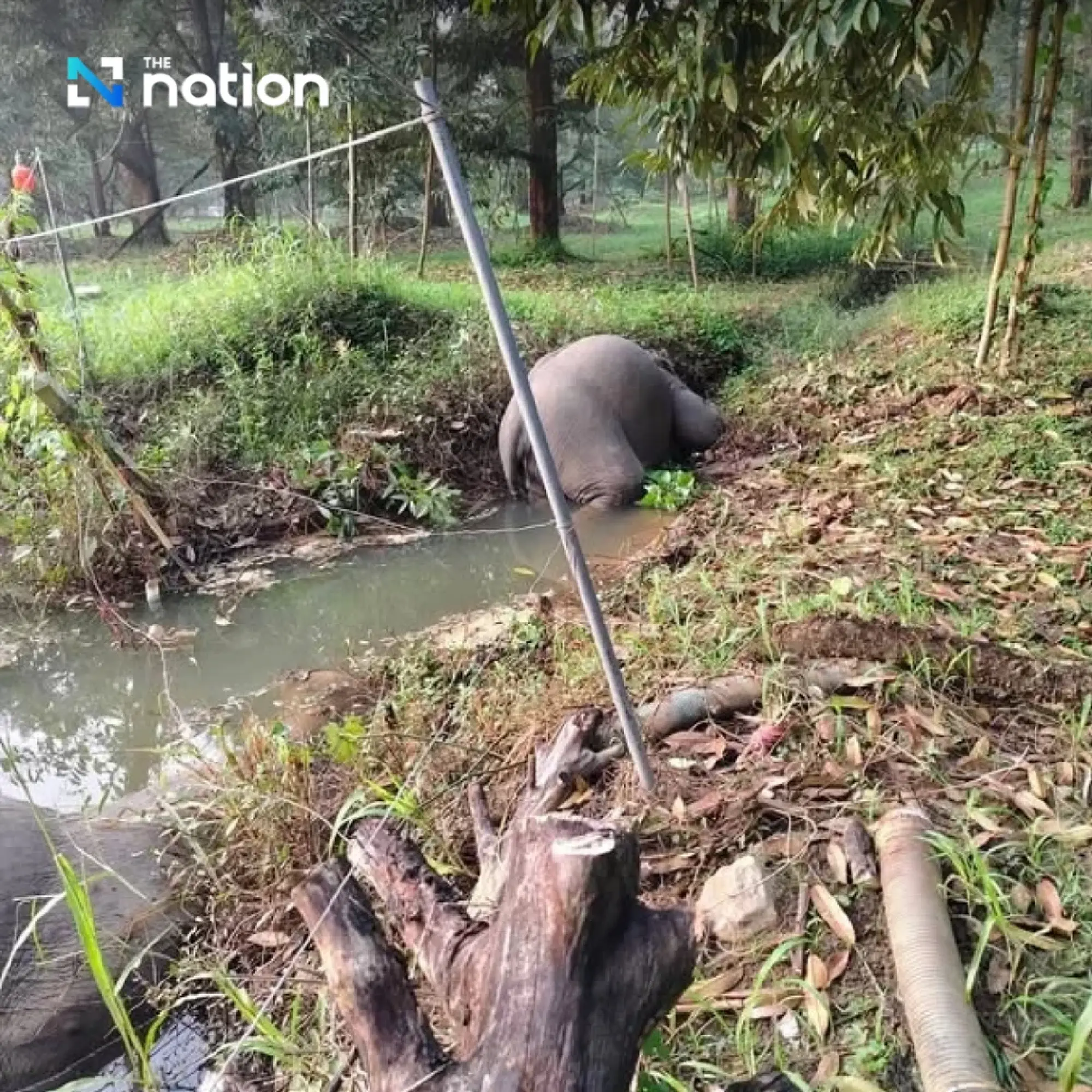 Heartbreaking tragedy at Khao Khitchakut: three wild elephants, including “Plai Muan,” found dead from electrocution in a fruit orchard