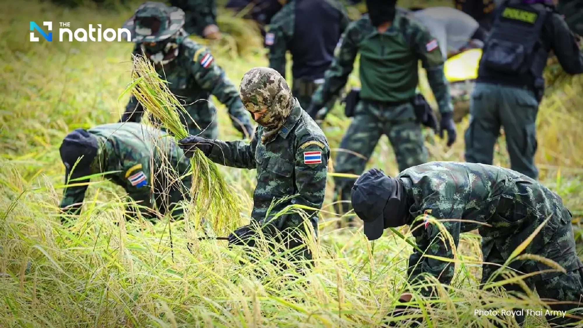 Army troops harvest rice to help border farmers, affirming Thai sovereignty