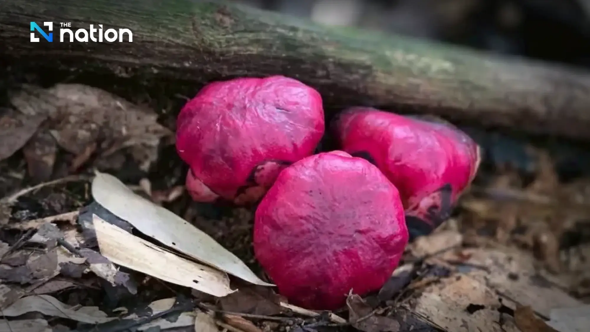 Rare ‘Rama’s spittoon’ flowers bloom across Kaeng Krachan’s world-heritage forest