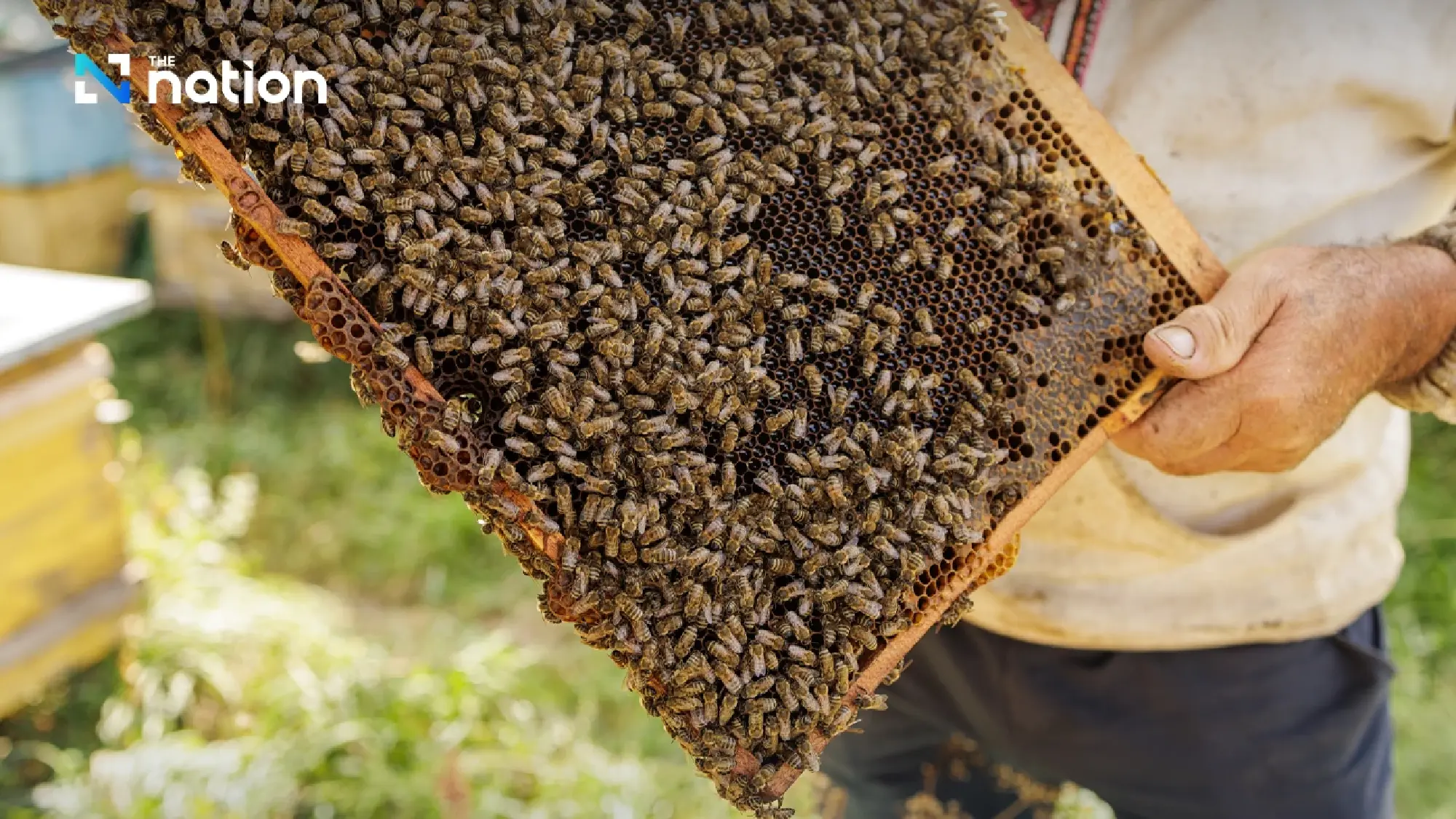 Thailand and China sign agreement to open THB 1-billion bee product market
