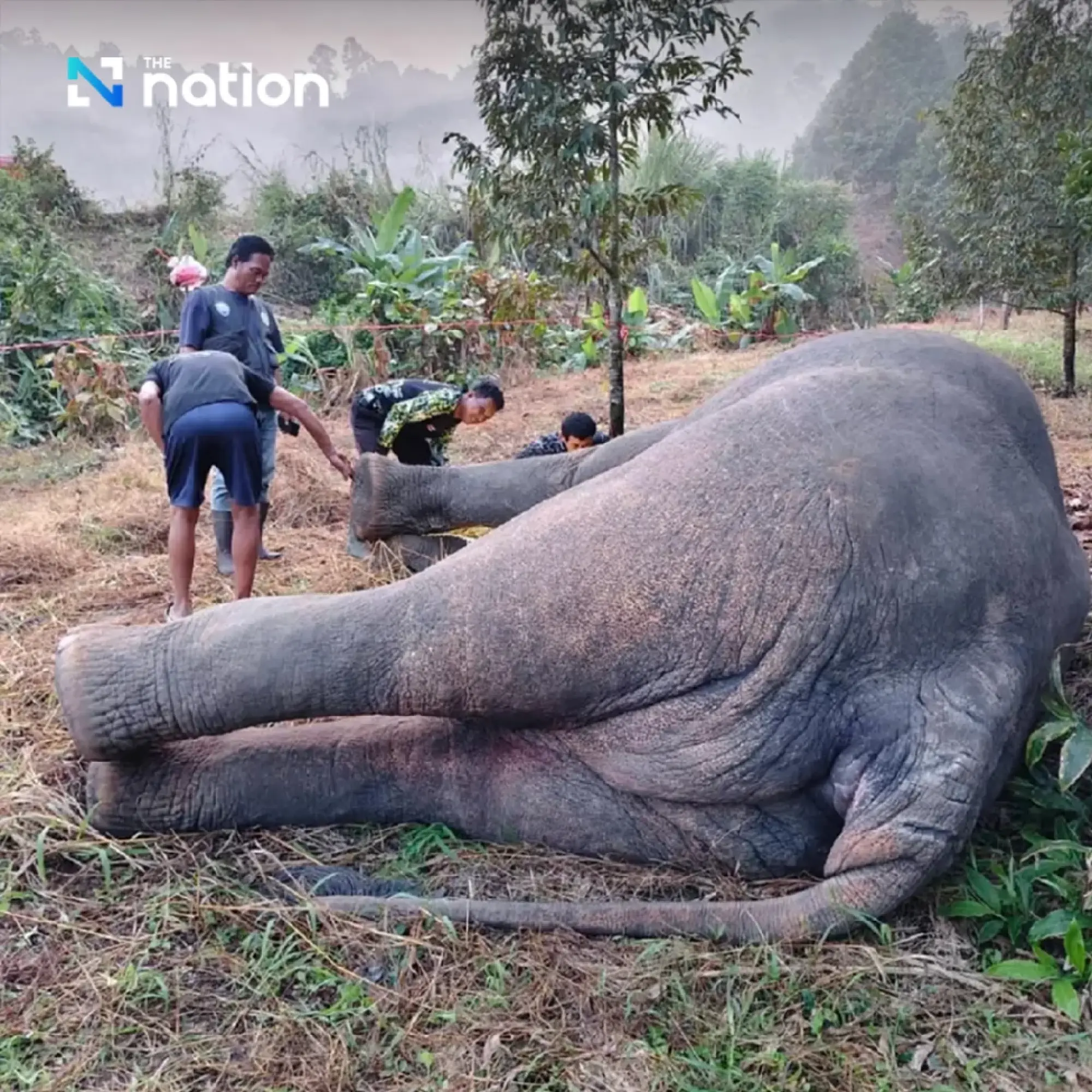 Heartbreaking tragedy at Khao Khitchakut: three wild elephants, including “Plai Muan,” found dead from electrocution in a fruit orchard