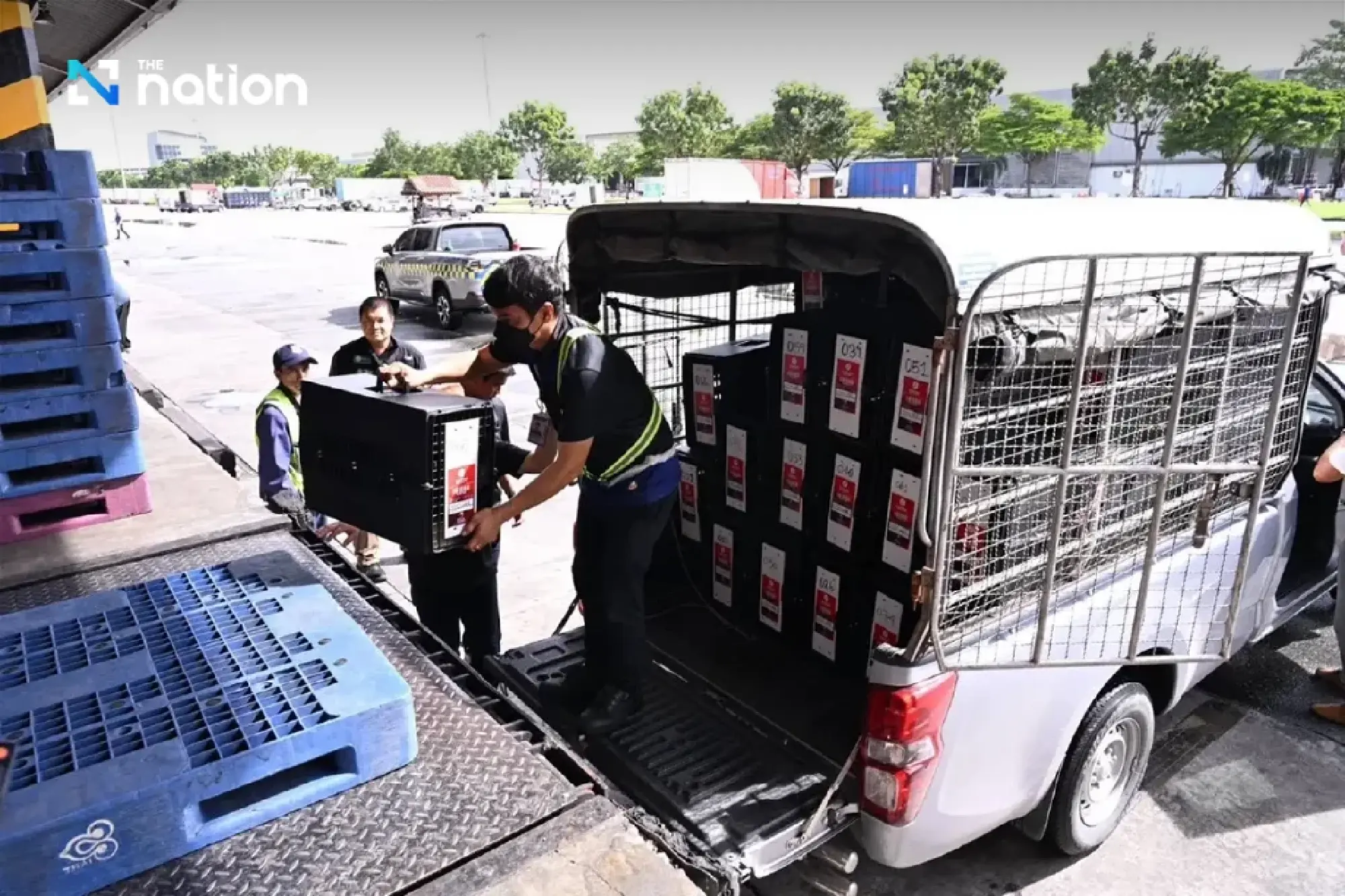 Thailand exports 403 Thai game fowl to Indonesia in four months