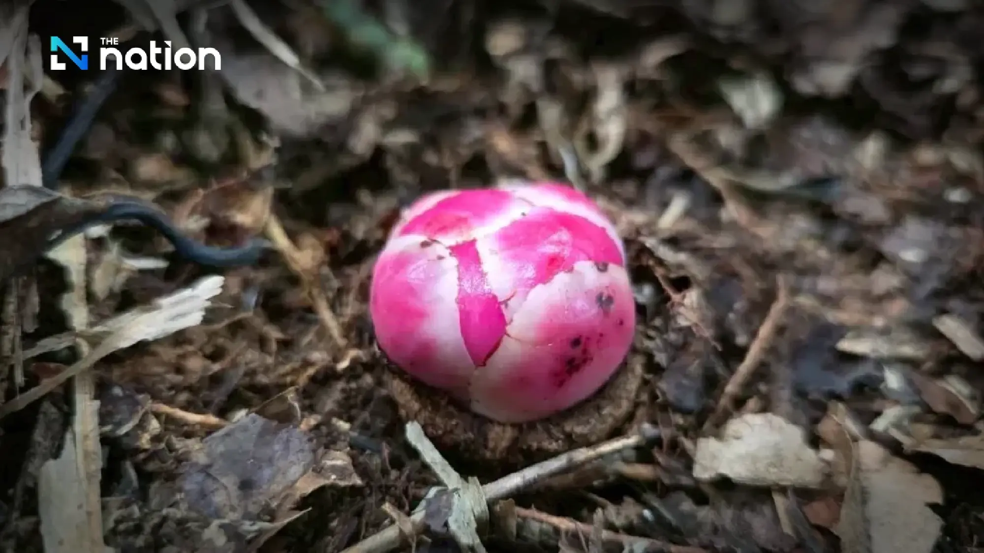 Rare ‘Rama’s spittoon’ flowers bloom across Kaeng Krachan’s world-heritage forest