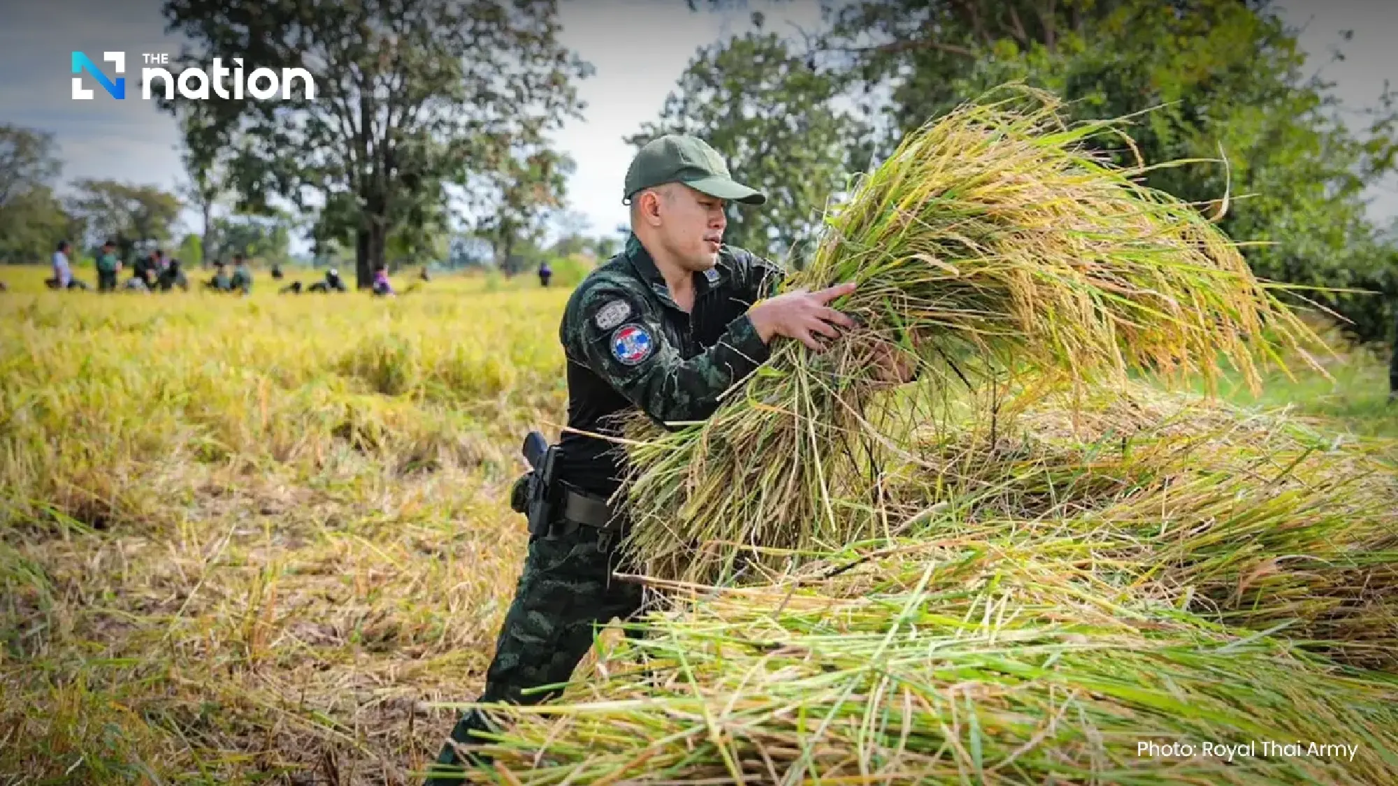 Army troops harvest rice to help border farmers, affirming Thai sovereignty