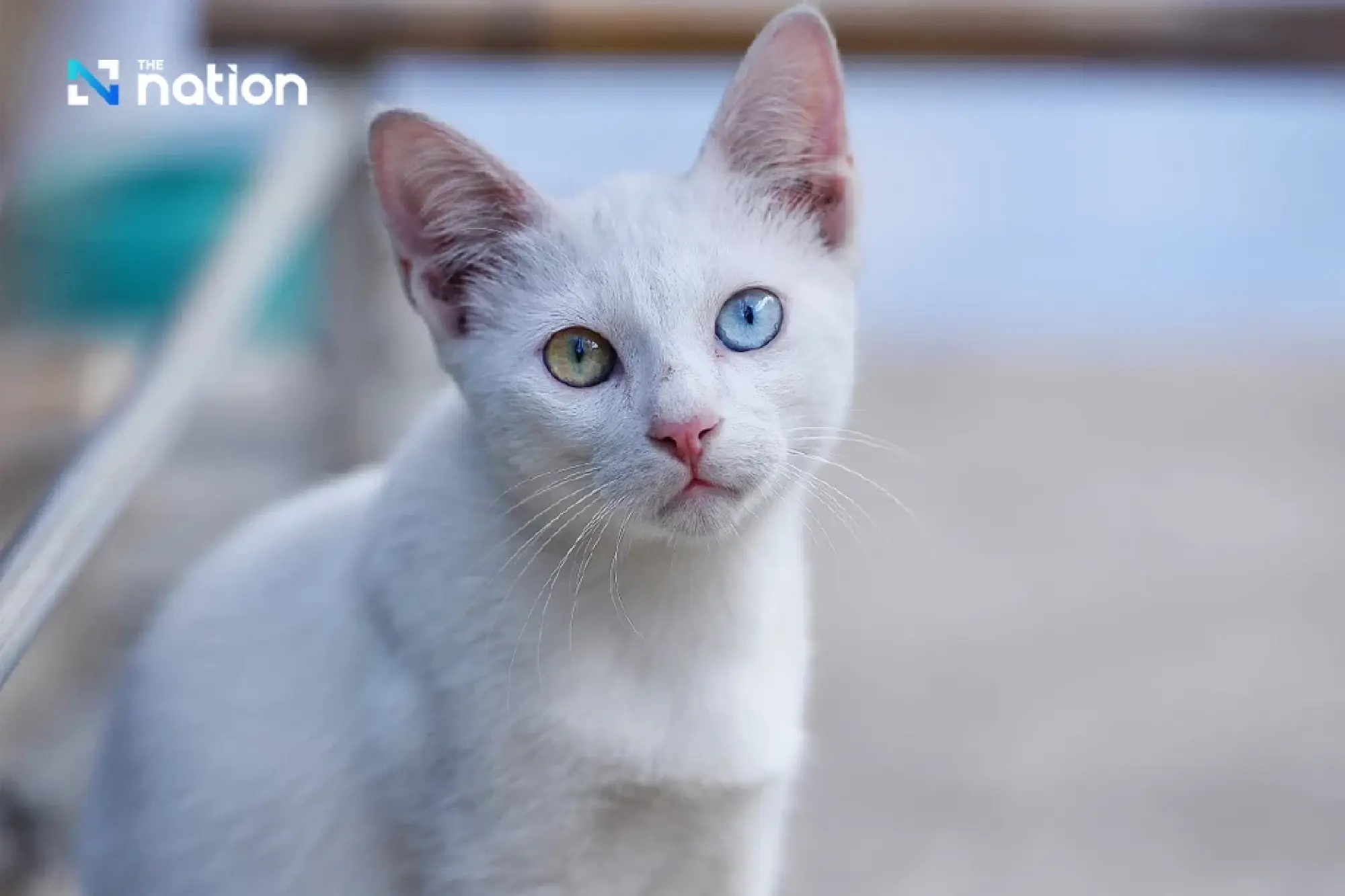 Five native Thai cat breeds protected as national identity