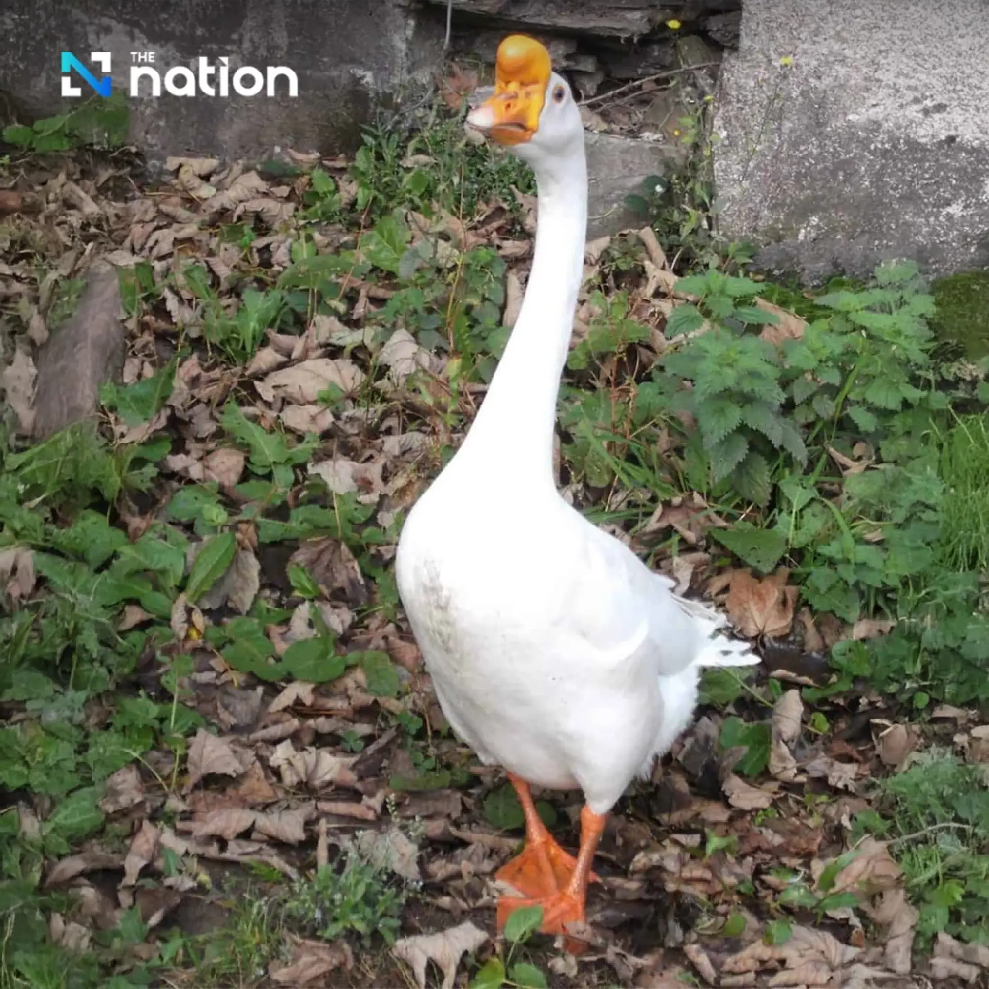 Animals that represent foolishness around the world