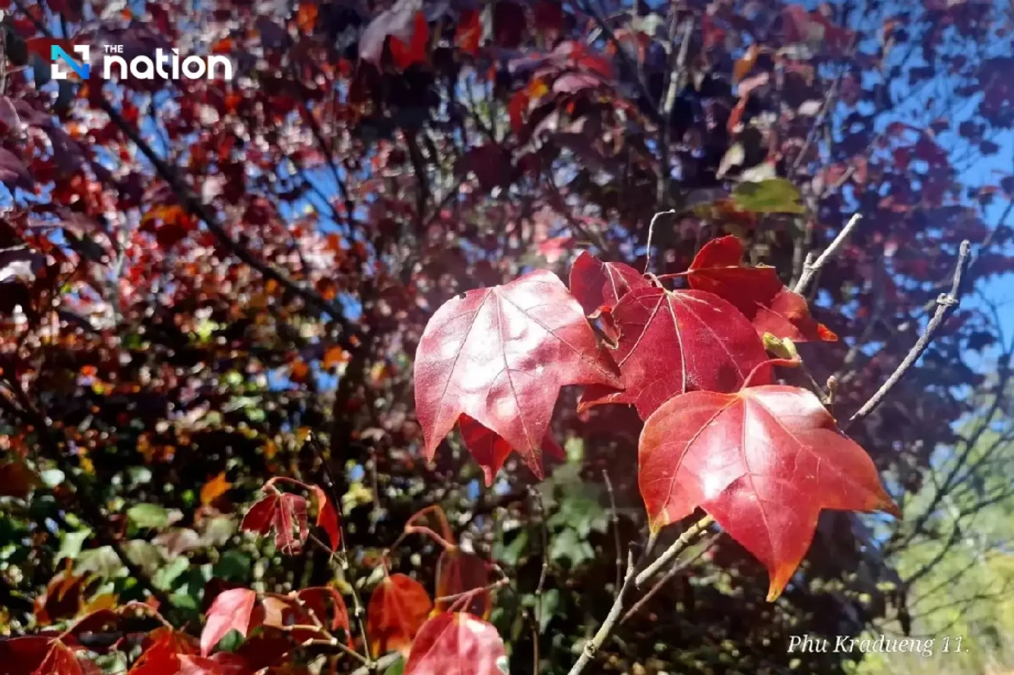 Three Phu Kradueng waterfalls reopened following 2024 elephant attack