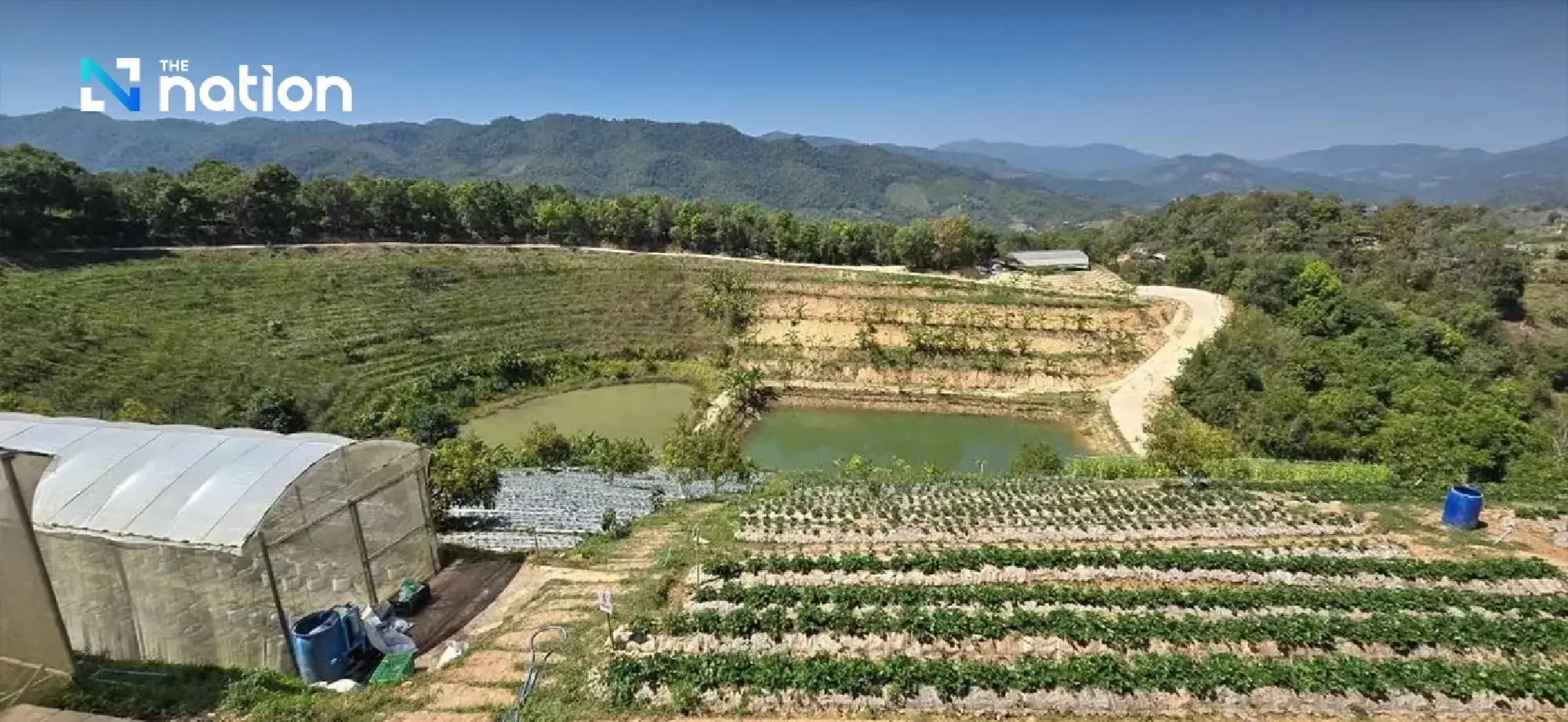 The Coffee Tree of 'Father': From Opium Fields to Arabica Forests