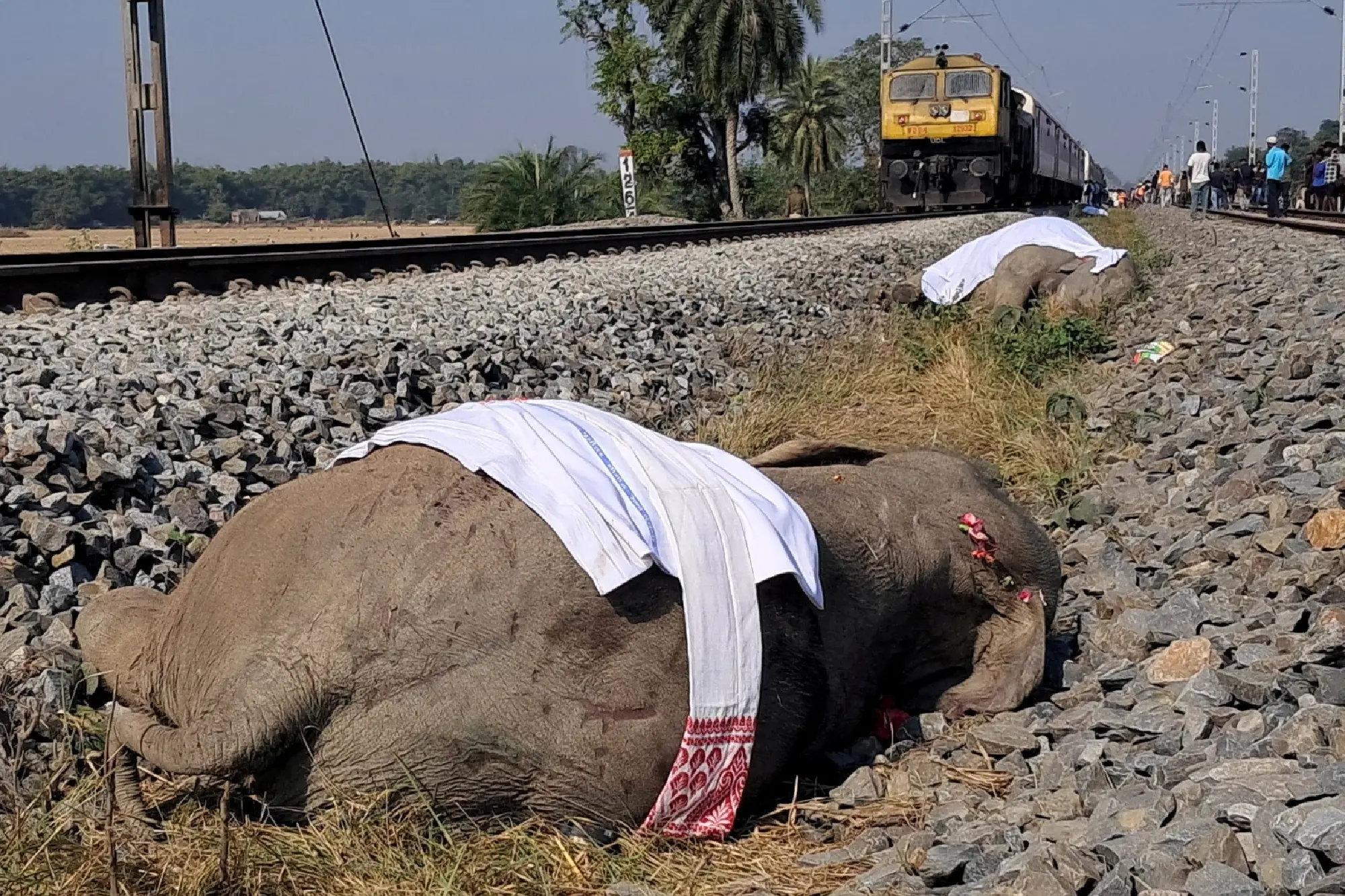 Seven elephants killed in India train accident