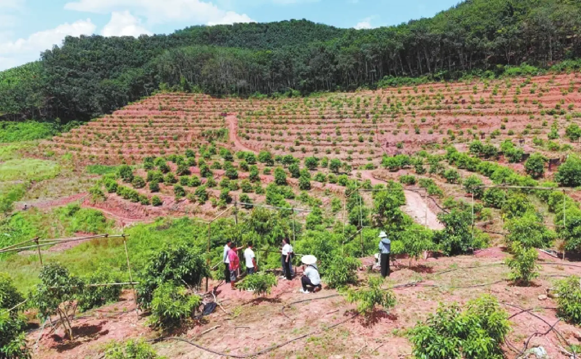 Technicians and farmers check the growth of durian trees in Mengla county, Xishuangbanna, Yunnan. CHINA DAILY