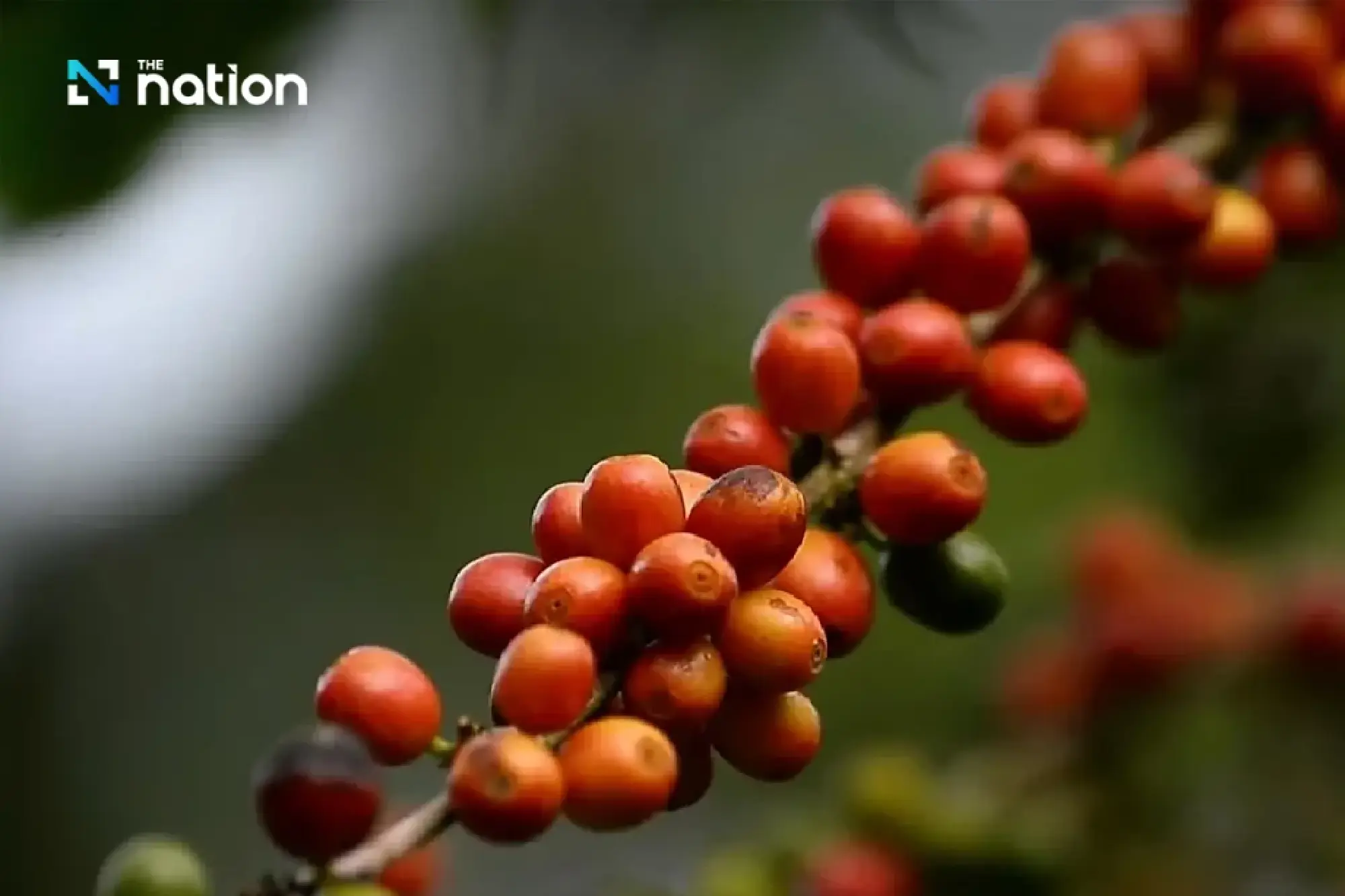 The Coffee Tree of 'Father': From Opium Fields to Arabica Forests