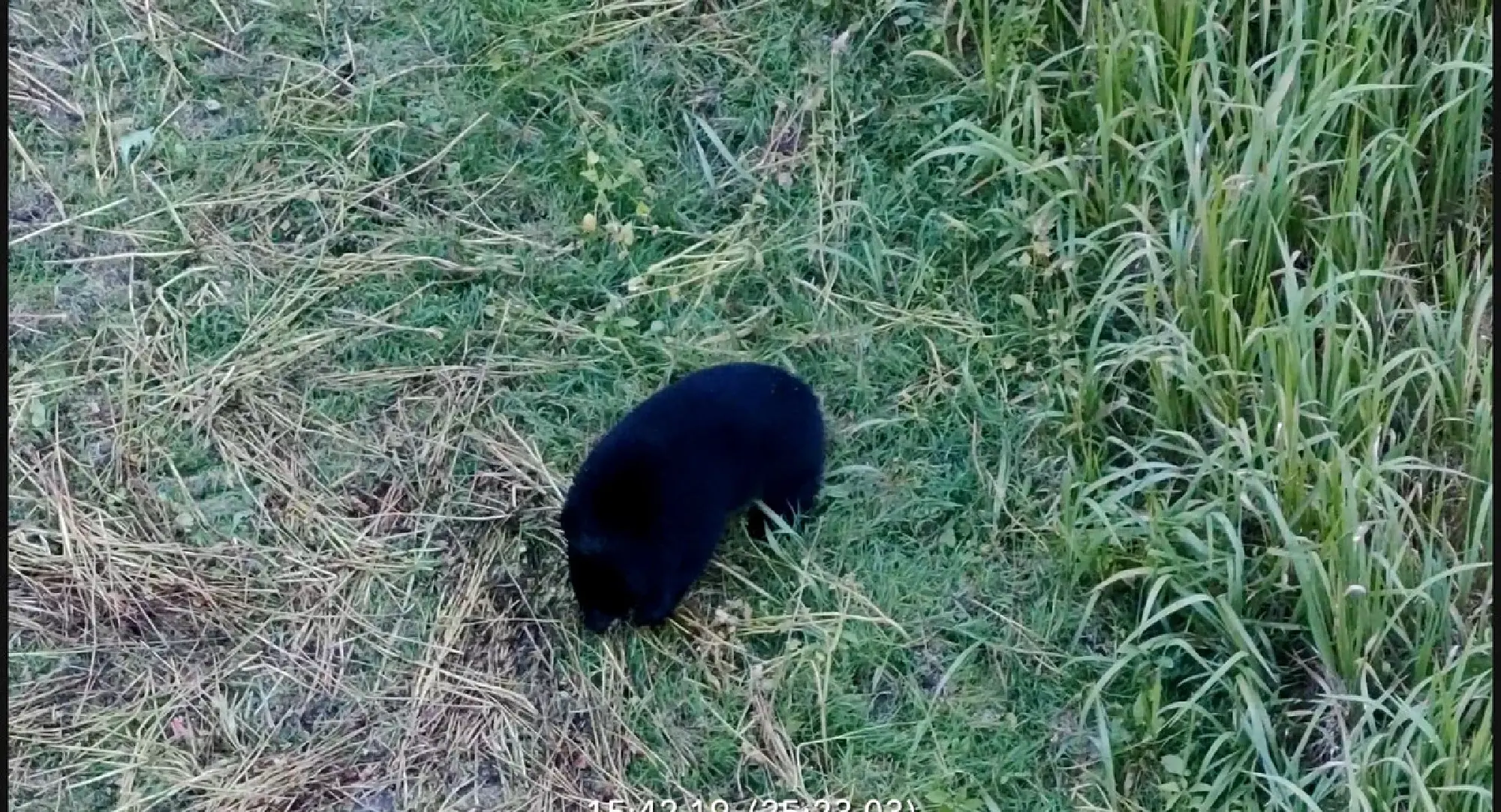 A bear photographed by a drone-mounted camera (Courtesy of the village of Showa, Fukushima Prefecture)