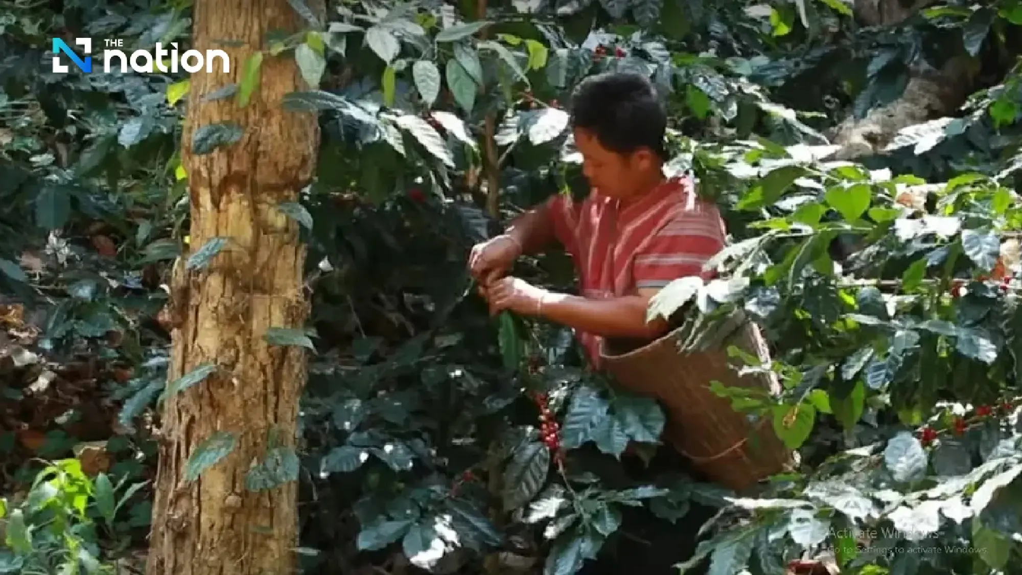 The Coffee Tree of 'Father': From Opium Fields to Arabica Forests