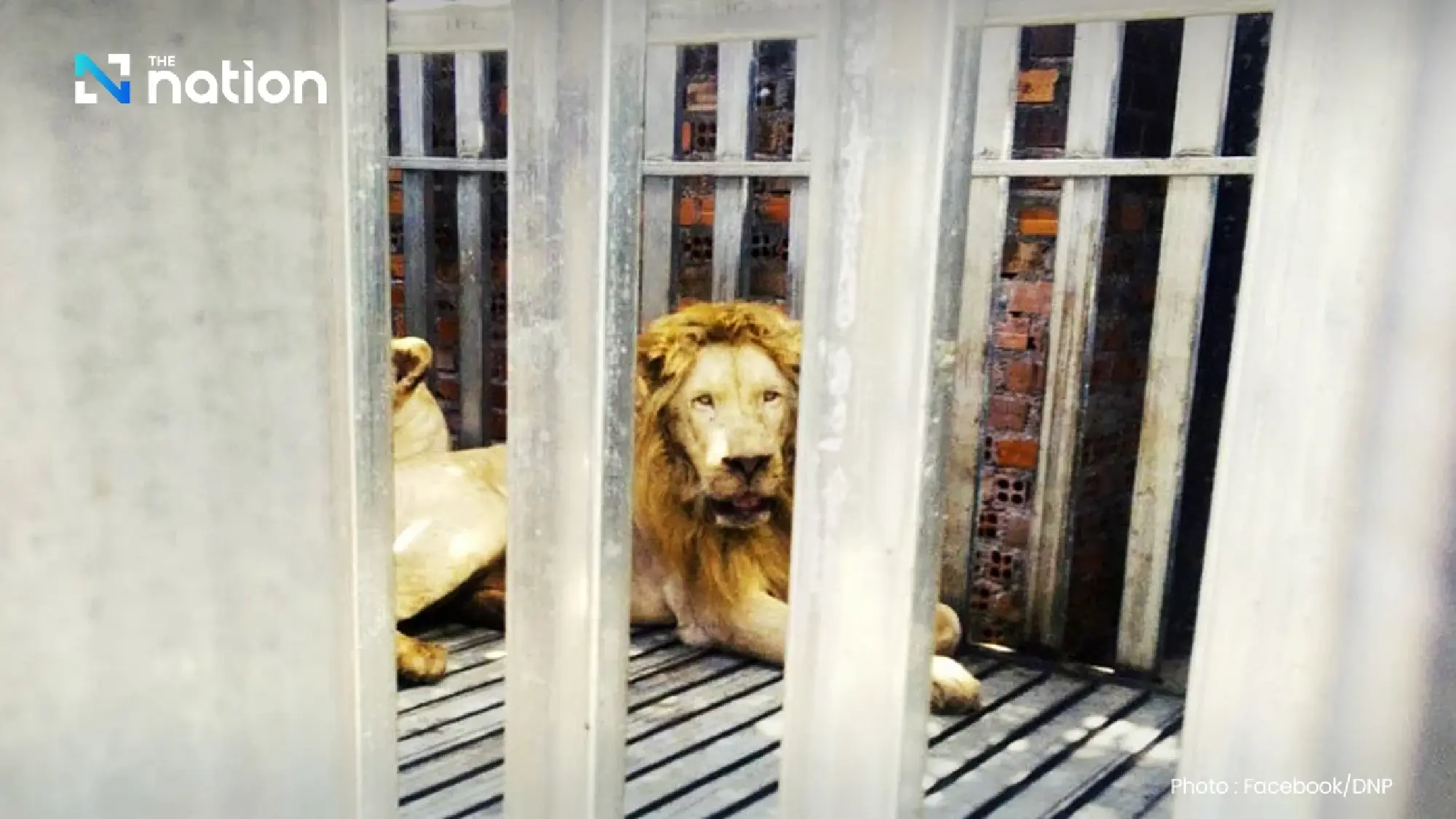 Thai task force rescues two lions and three bears found caged at Cambodian casino near Trat border
