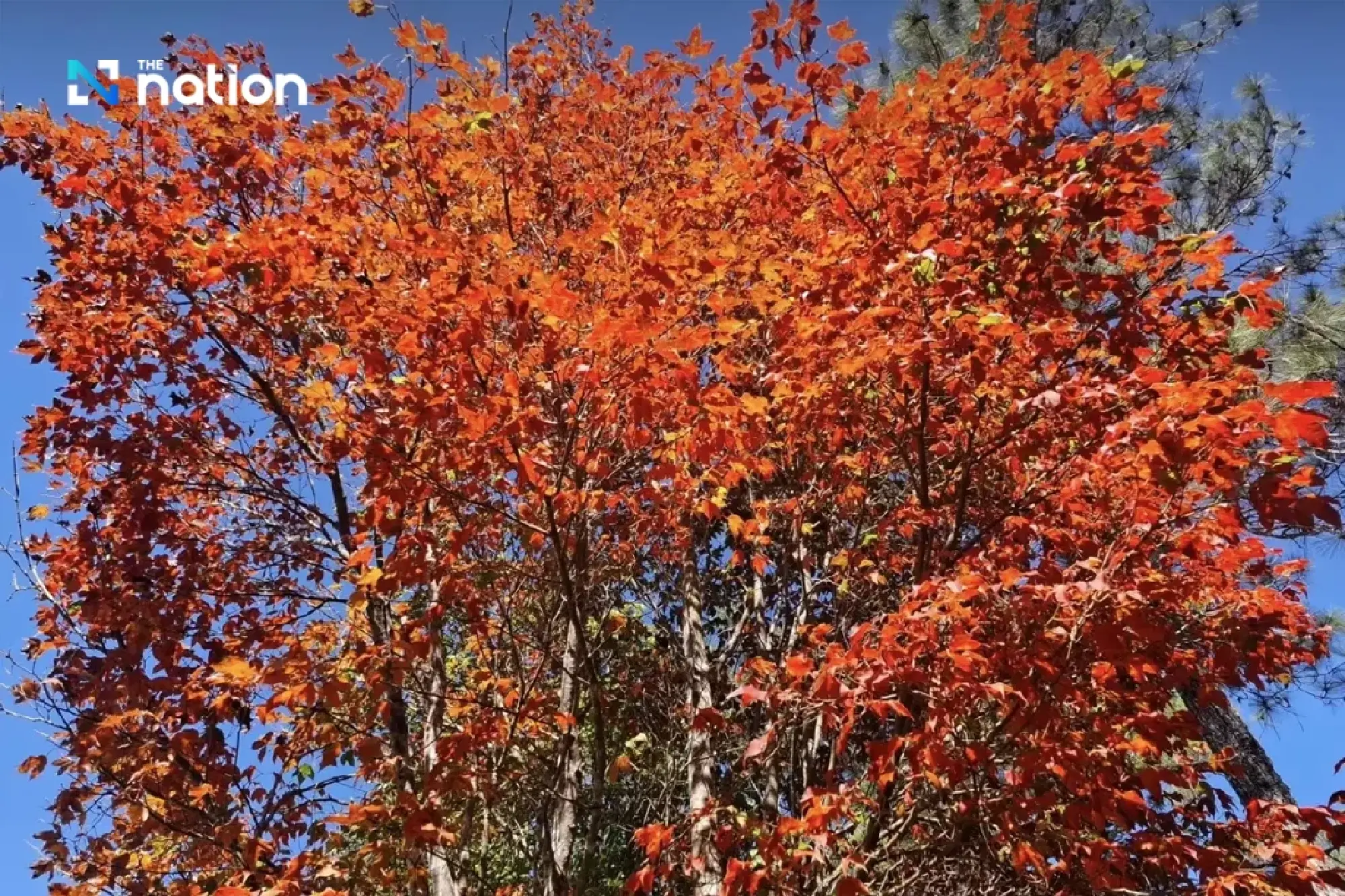 Three Phu Kradueng waterfalls reopened following 2024 elephant attack