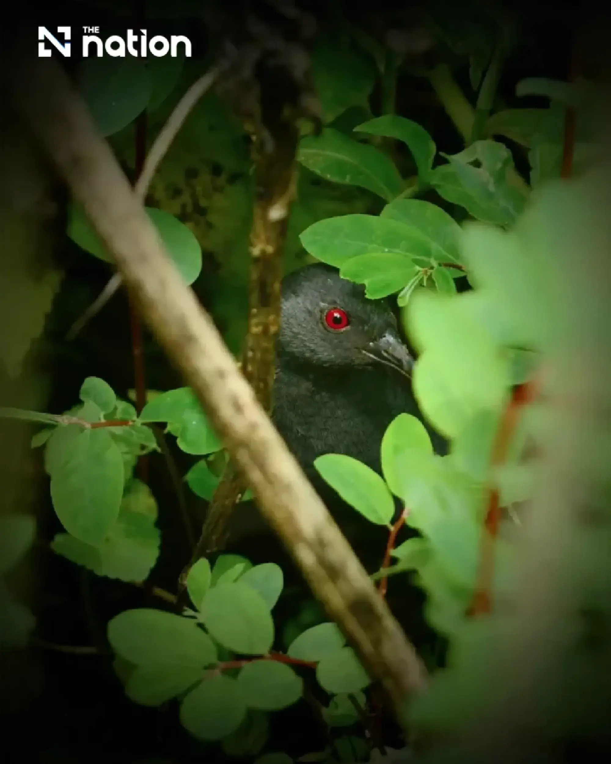 Galápagos rail reappears on Floreana island after 190 years