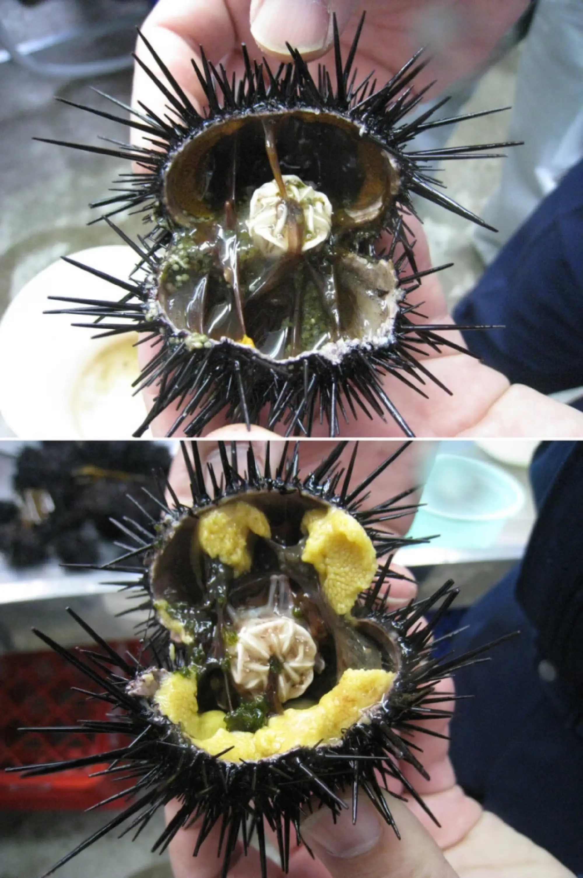 Japan Local Govts, Fishers Working to Save Seaweed Forests