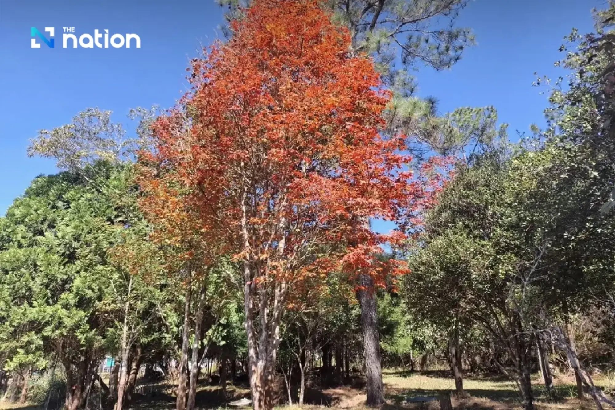 Three Phu Kradueng waterfalls reopened following 2024 elephant attack