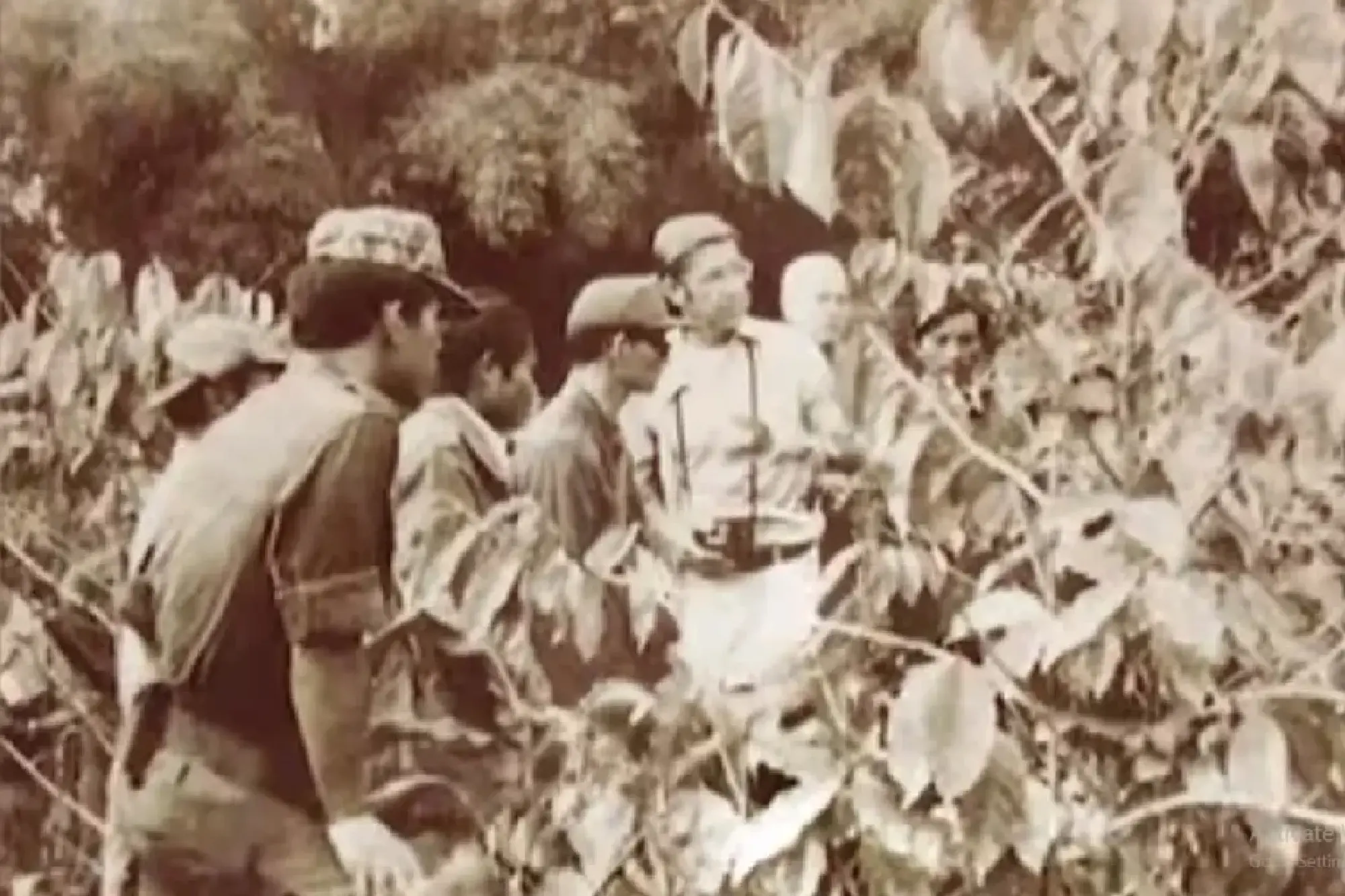 The Coffee Tree of 'Father': From Opium Fields to Arabica Forests